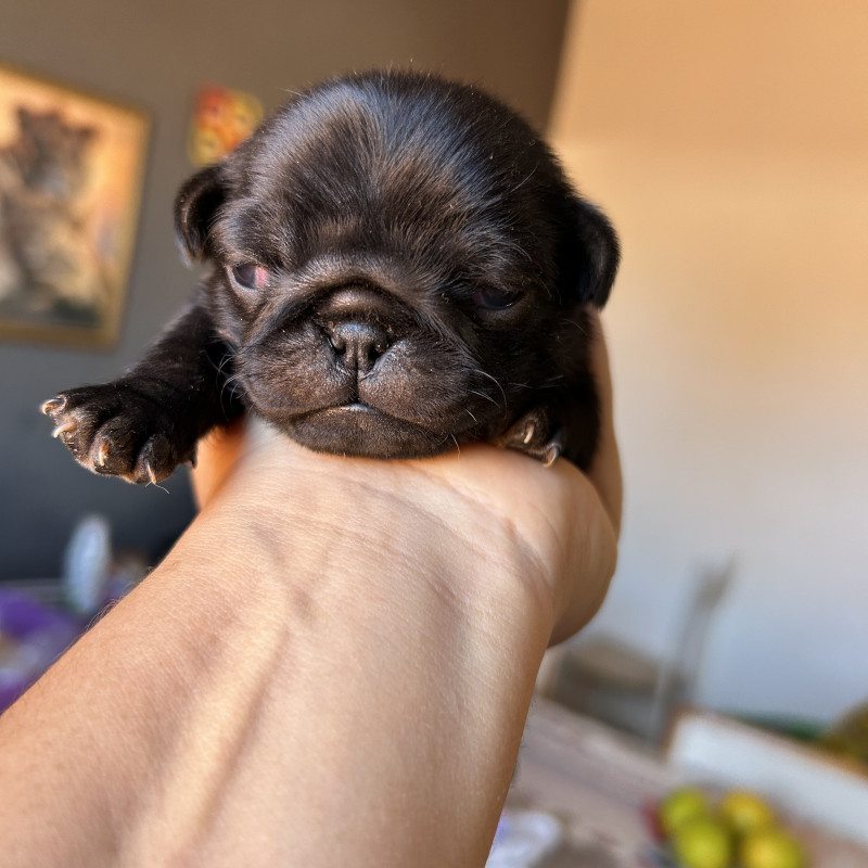 Filhotes de pug - Foto 2