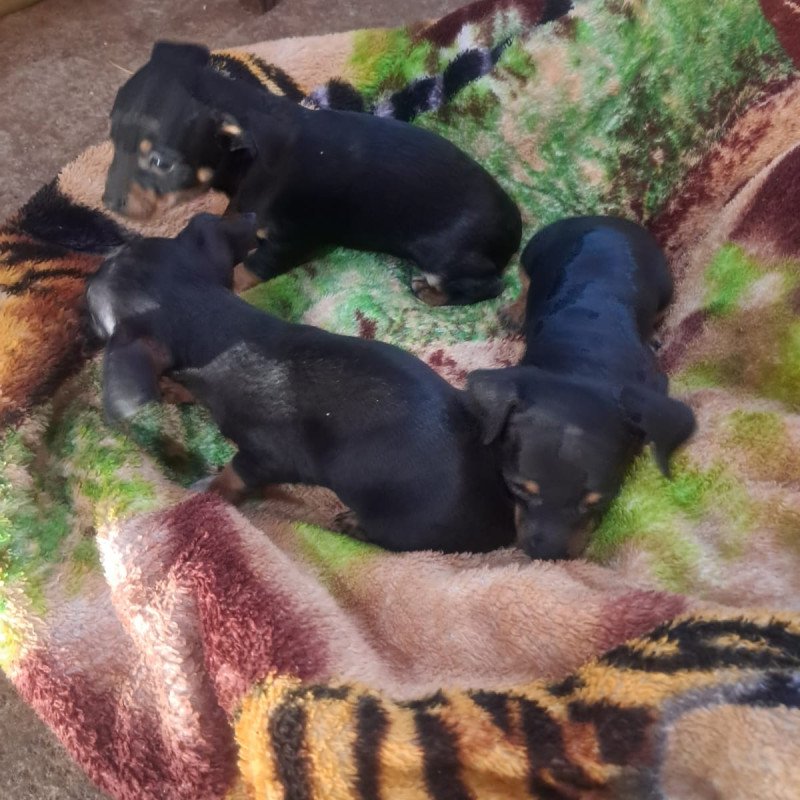 Filhote de pinscher três filhotes - Foto 2