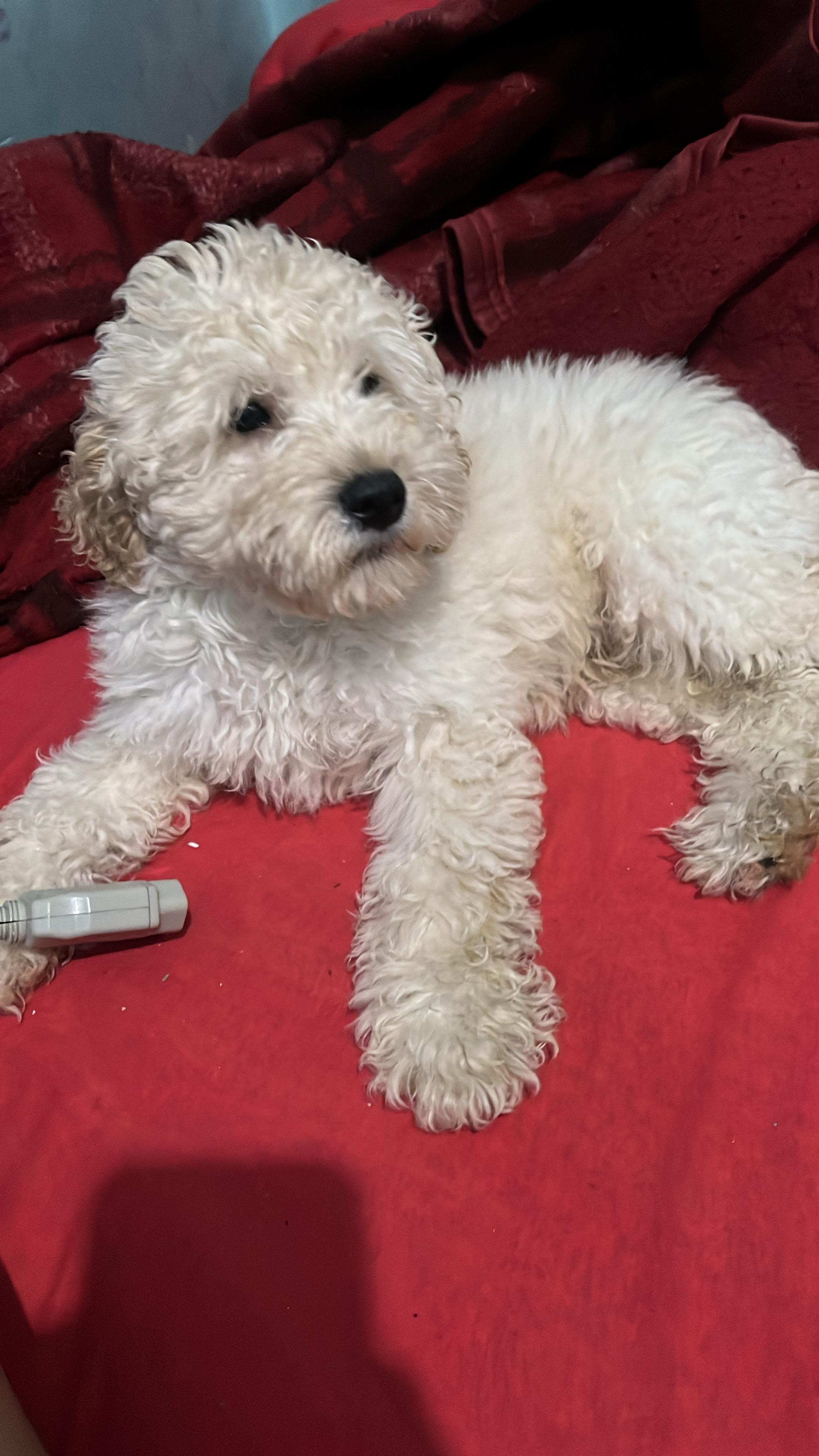 Vende-se poodle.  - Foto 2