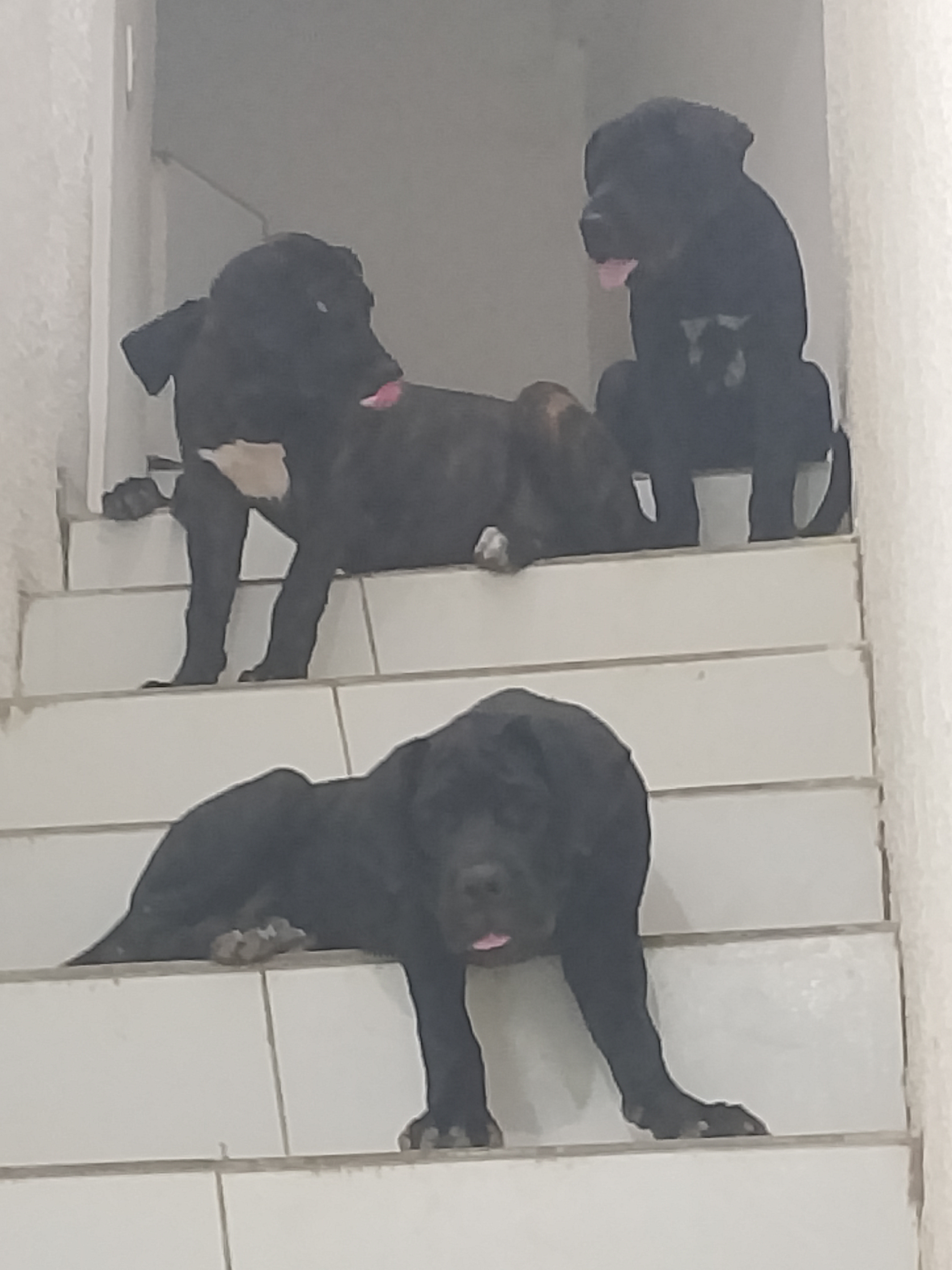 CANE CORSO 🇮🇹 - Foto 1