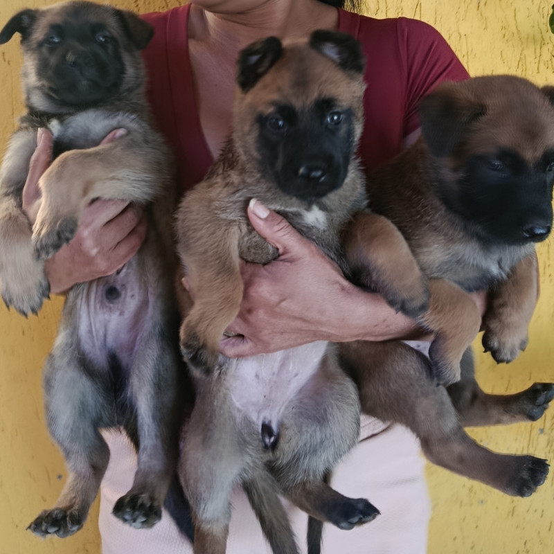 2 Filhotes de pastor belga malinoa machos ,raça pura - Foto 1