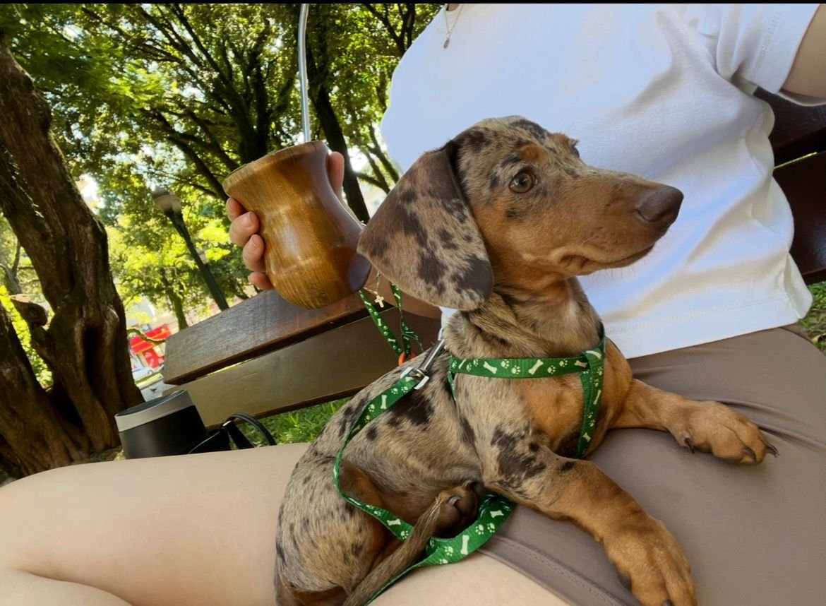  Filhote de Dachshund (Salsicha) - Foto 1