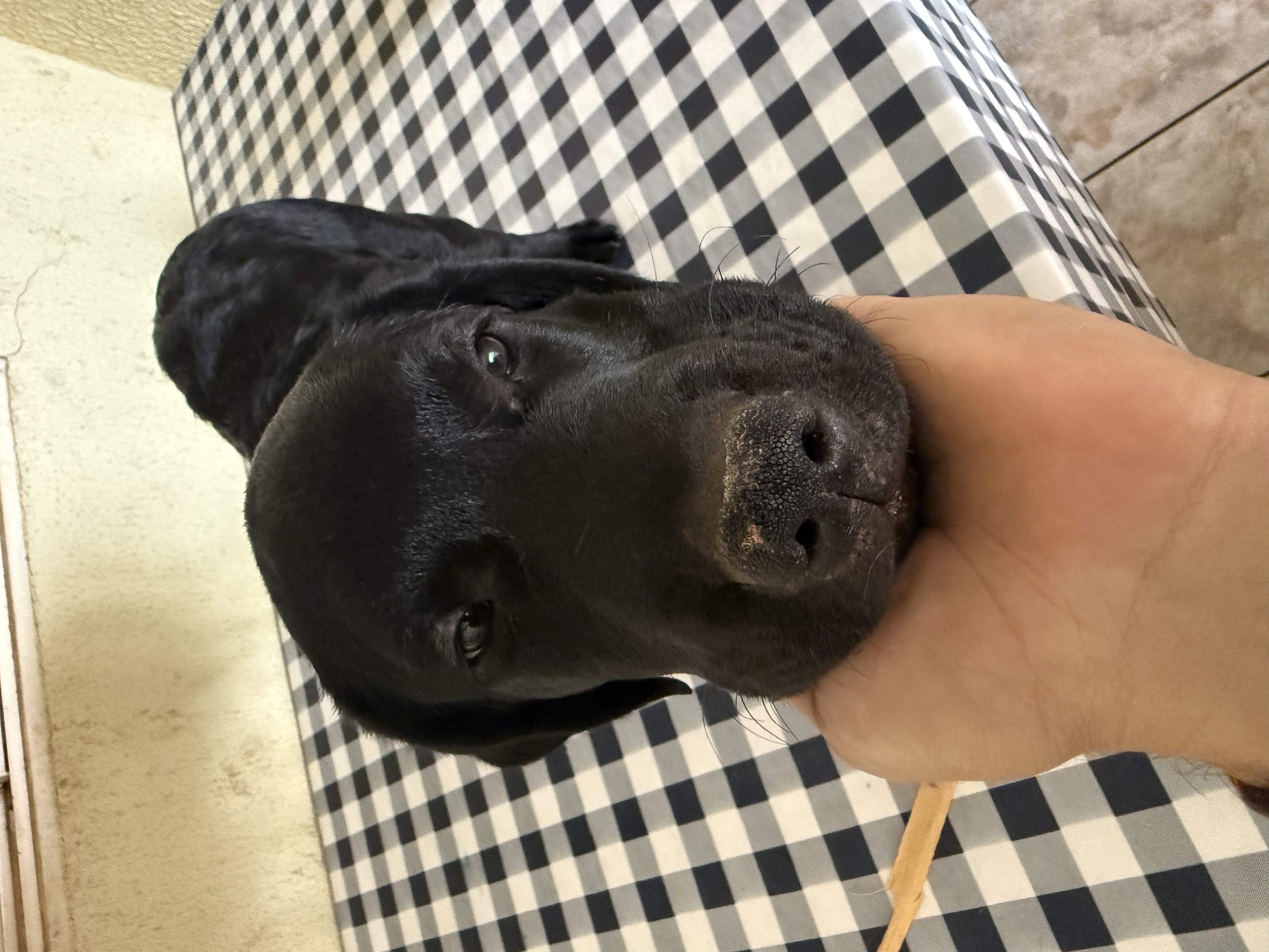 Vendo Filhote de Labrador - Foto 1