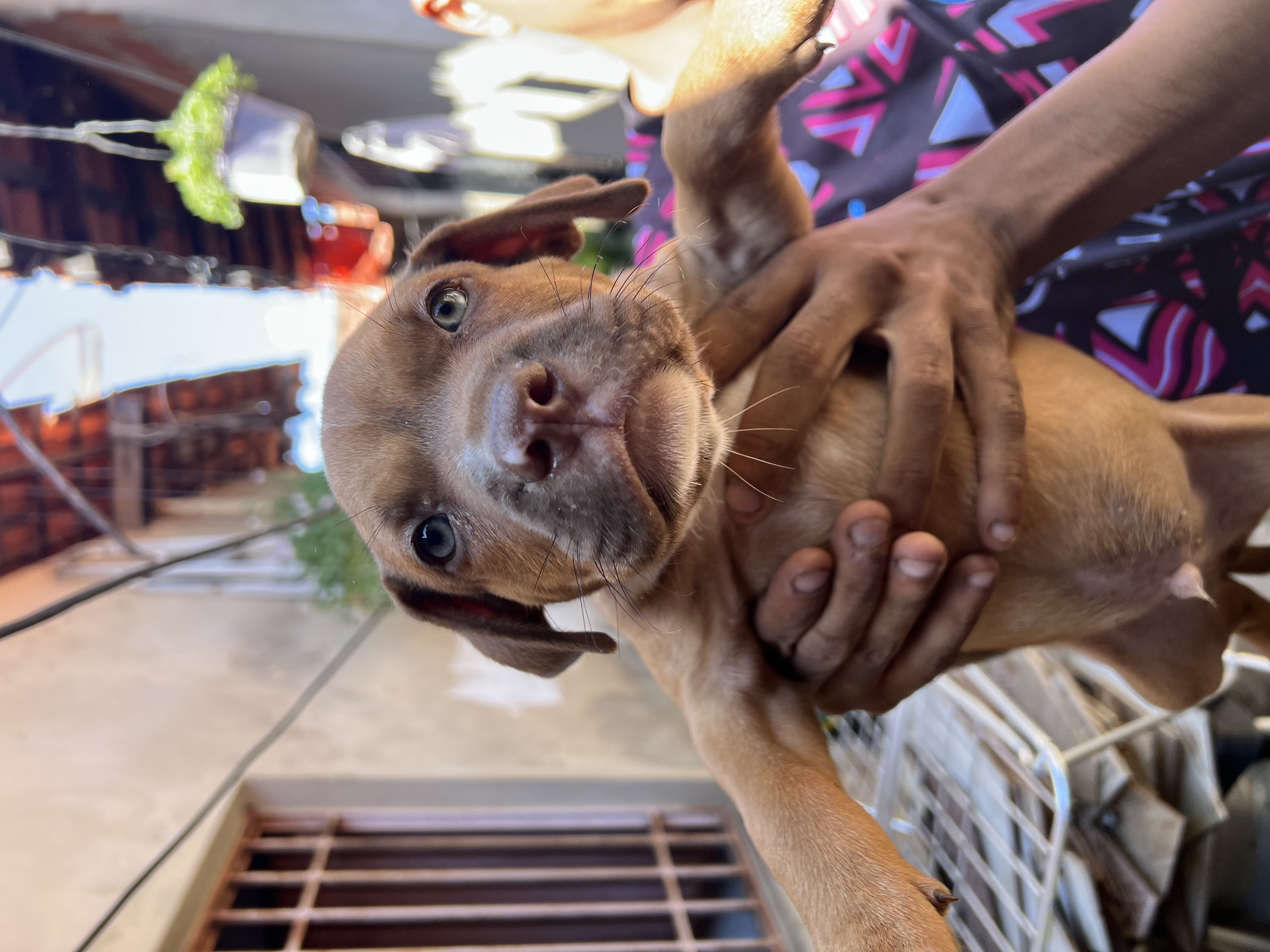 Pitbull - Foto 1