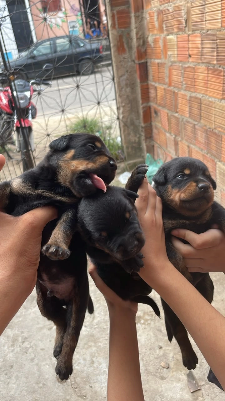 Filhotes rottweiler  - Foto 2