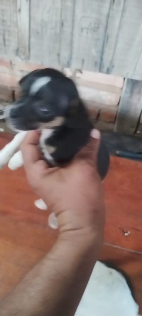 Pinscher - Foto 2