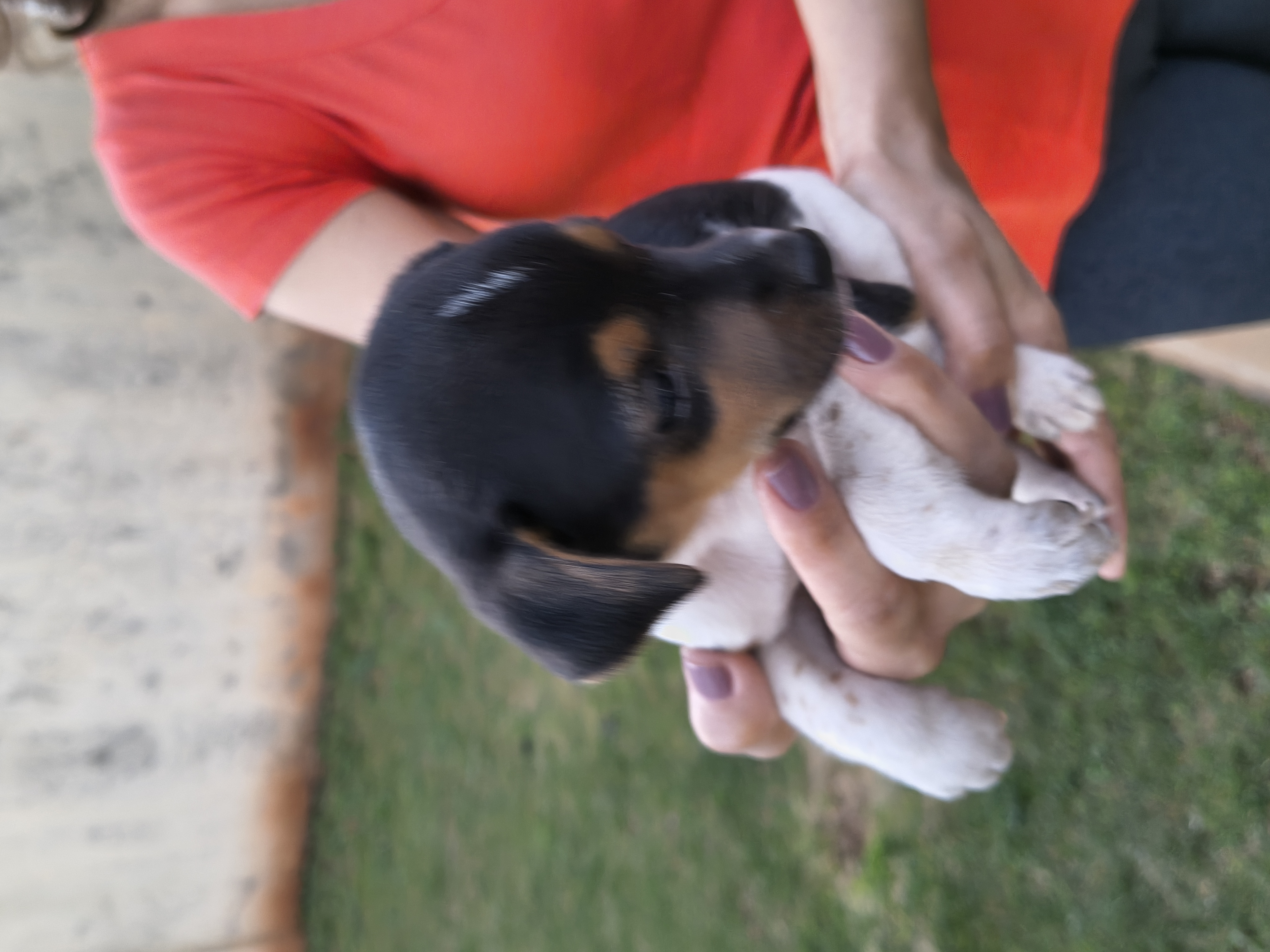 Vendo filhotes de Fox Paulistinha - Foto 1