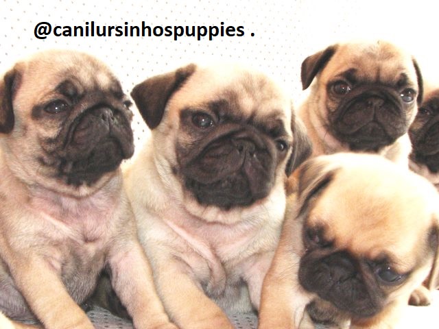 Pug - Foto 3
