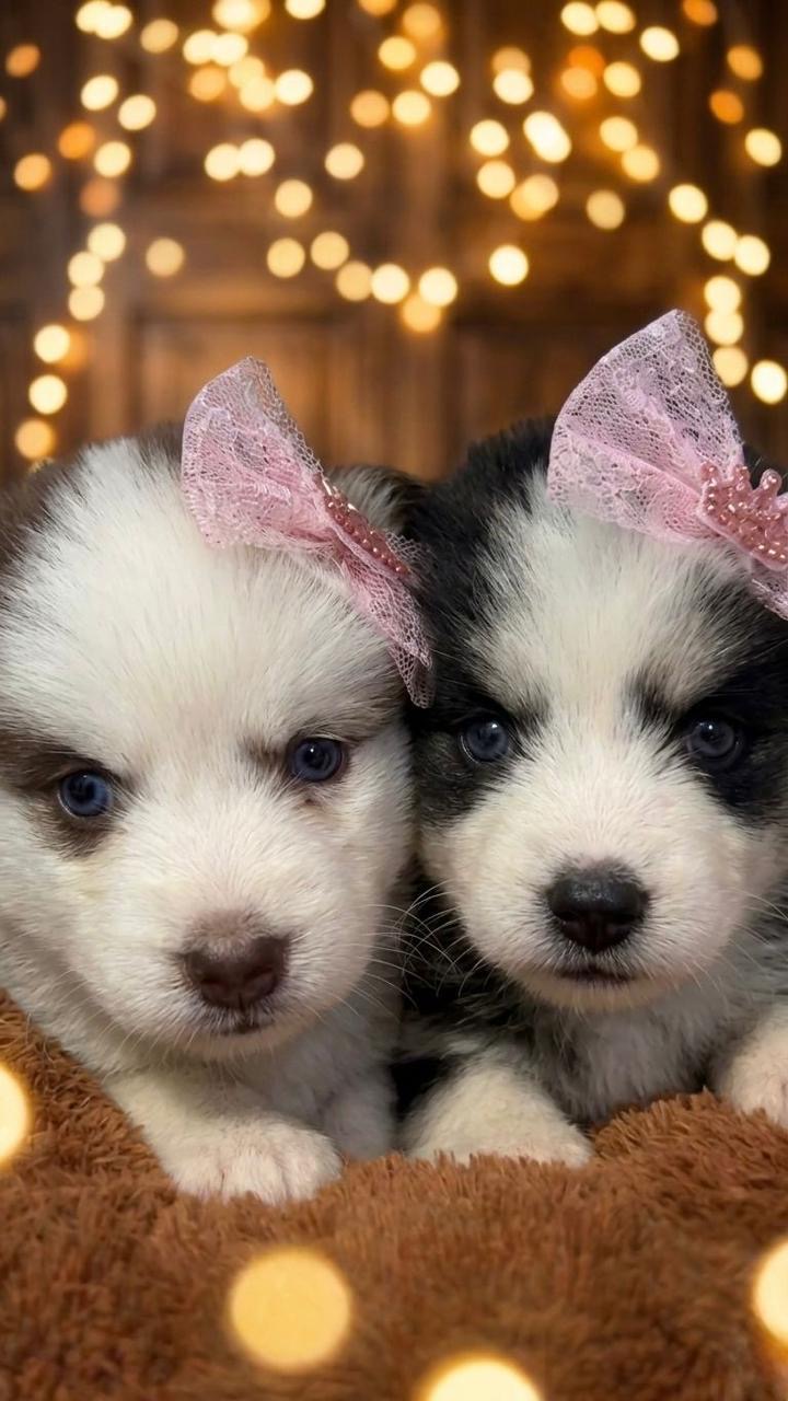 Filhote Husky Siberiano  - Foto 4