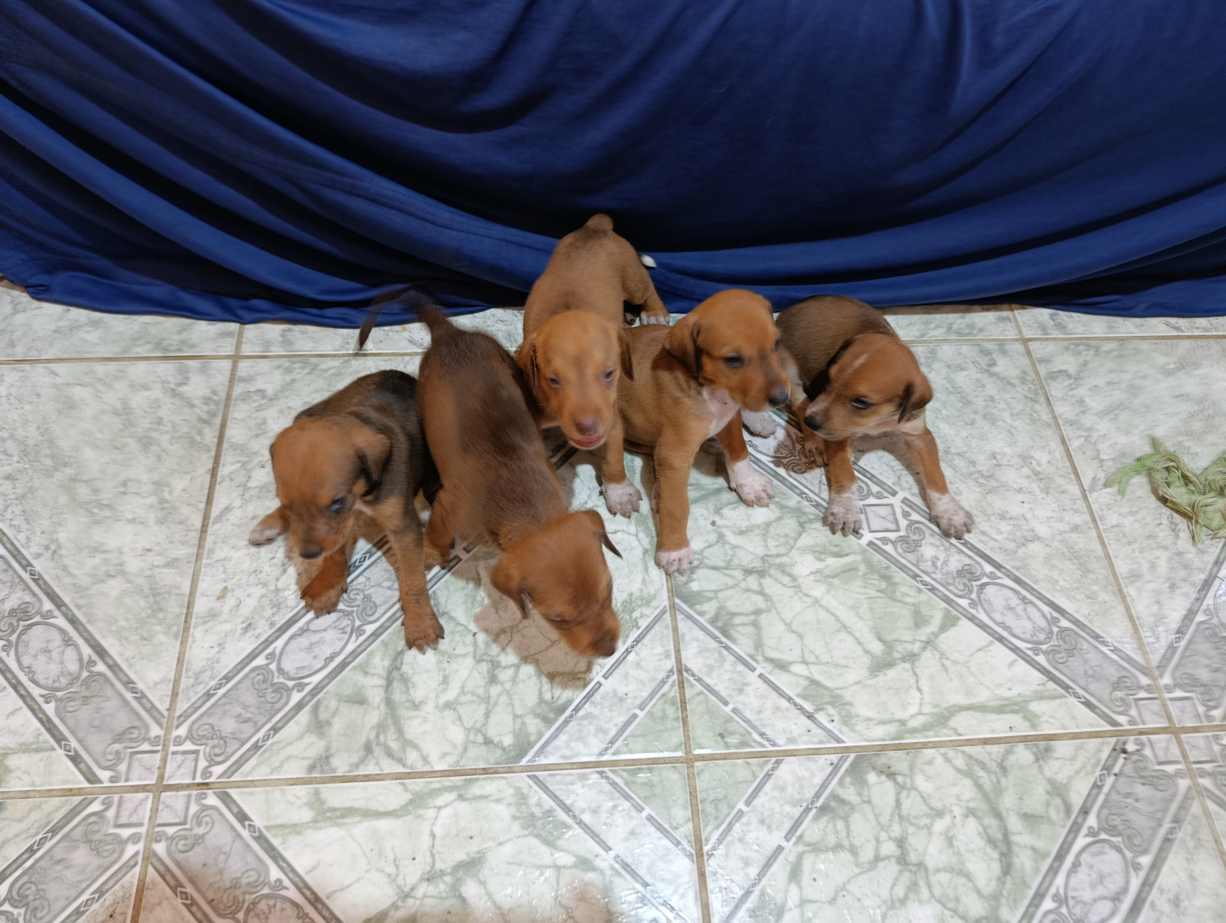 Doberman - Foto 1