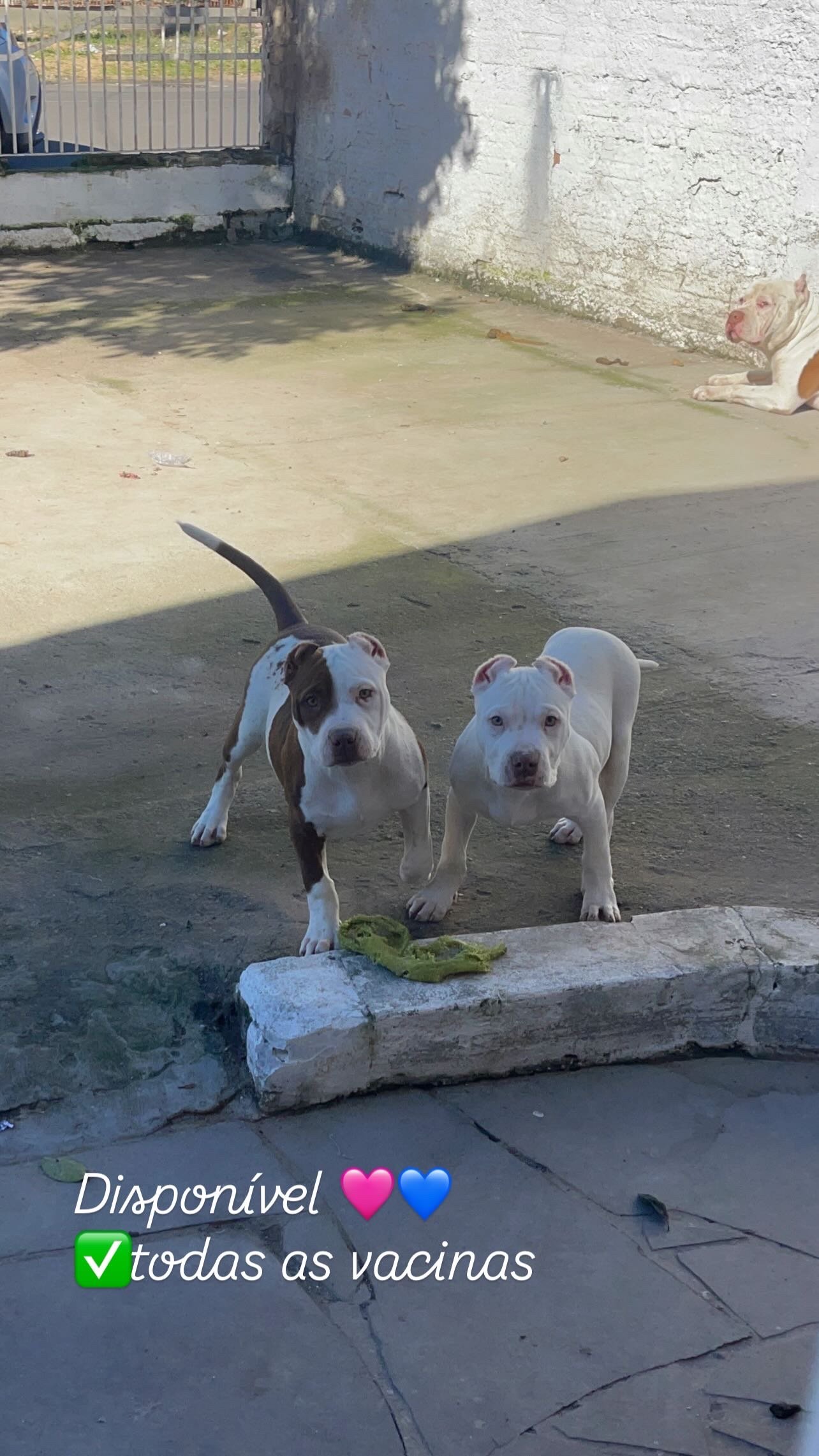 Vende-se  - Foto 1