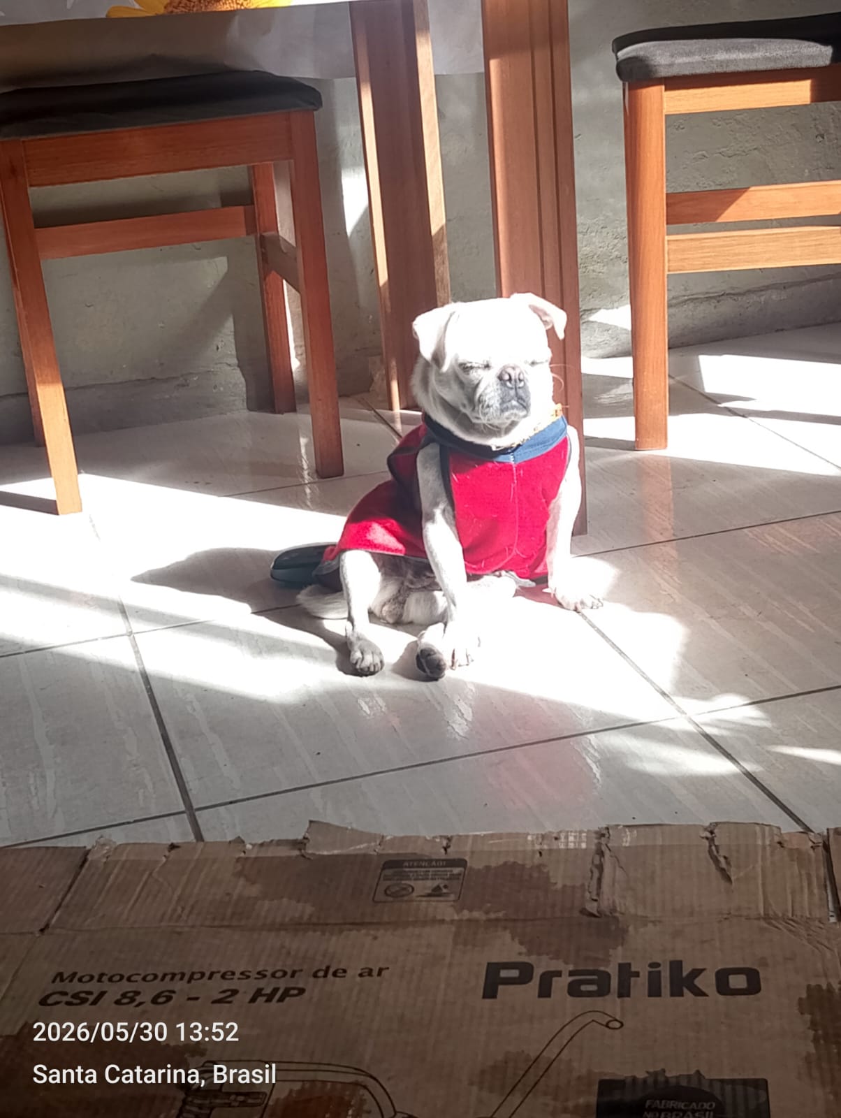 Pug fêmea branca albina 3 a 4 anos reprodutora  - Foto 1