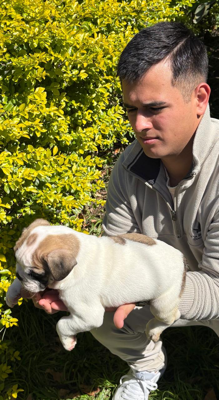 Buldogue campeiro - Foto 2