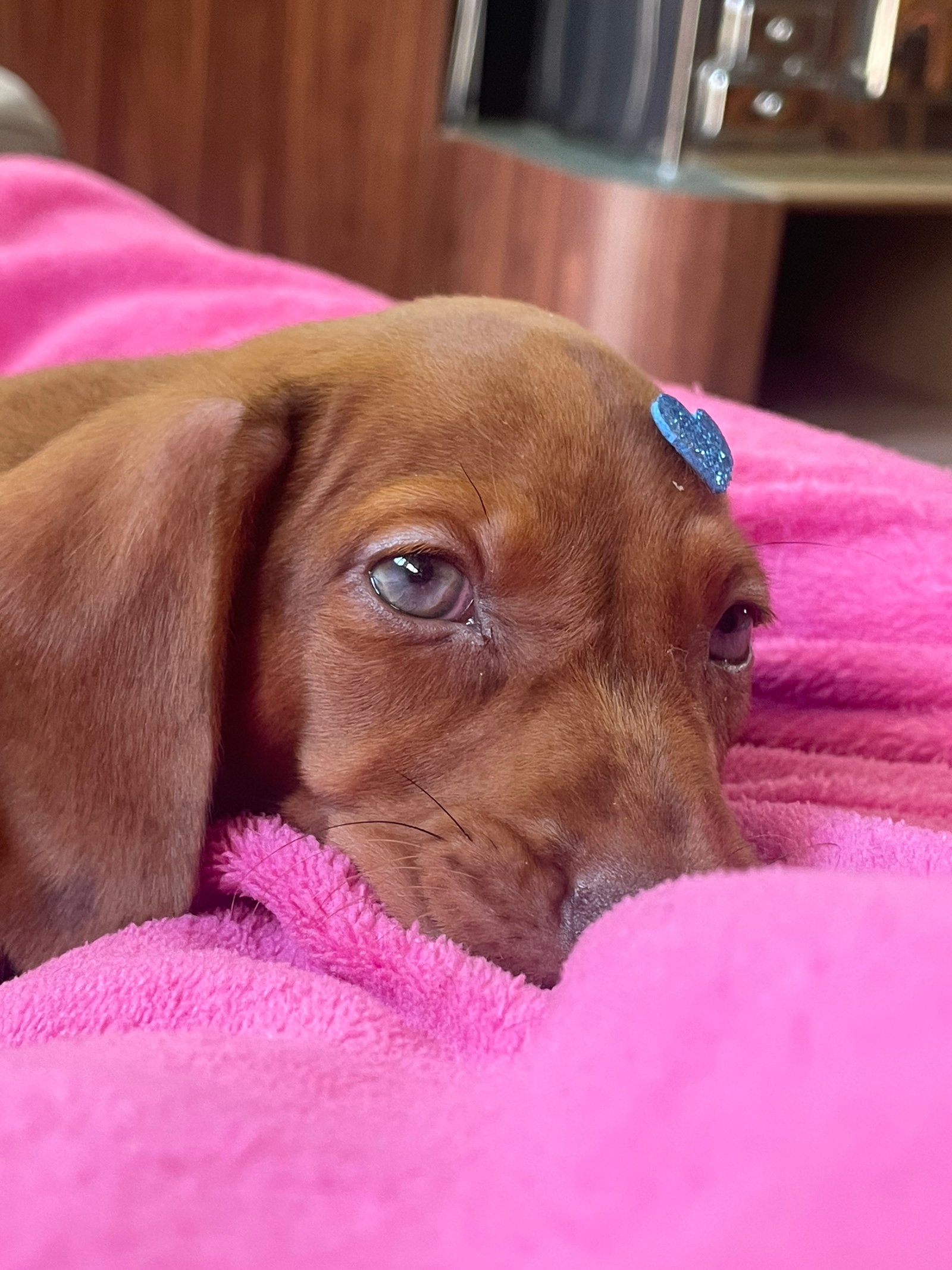 Vendo dachshund (salsicha) - Foto 2