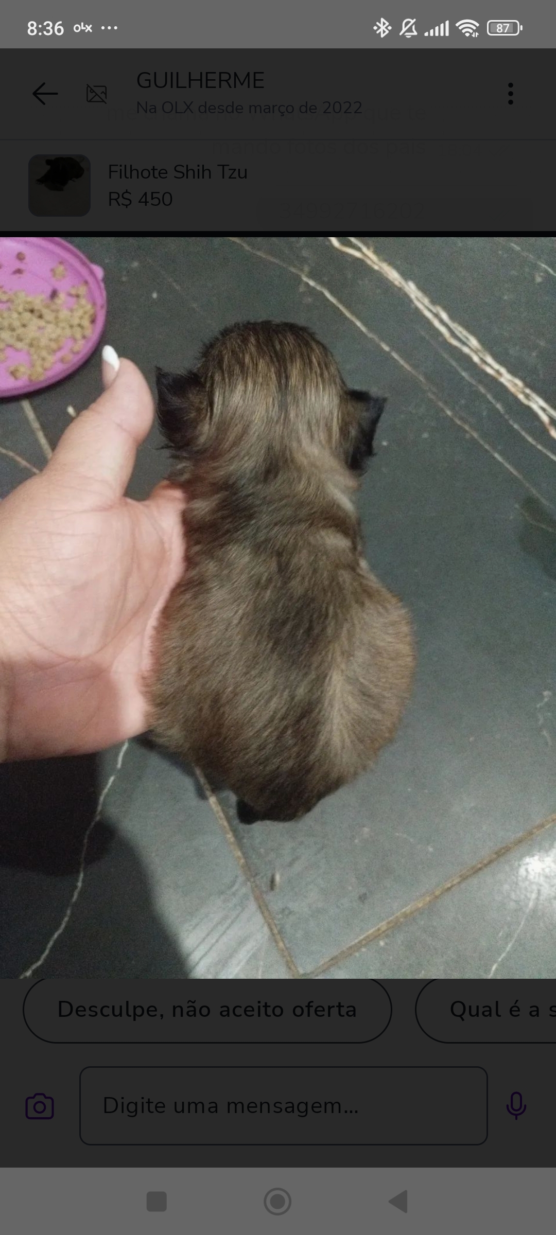 Shih Tzu  - Foto 3