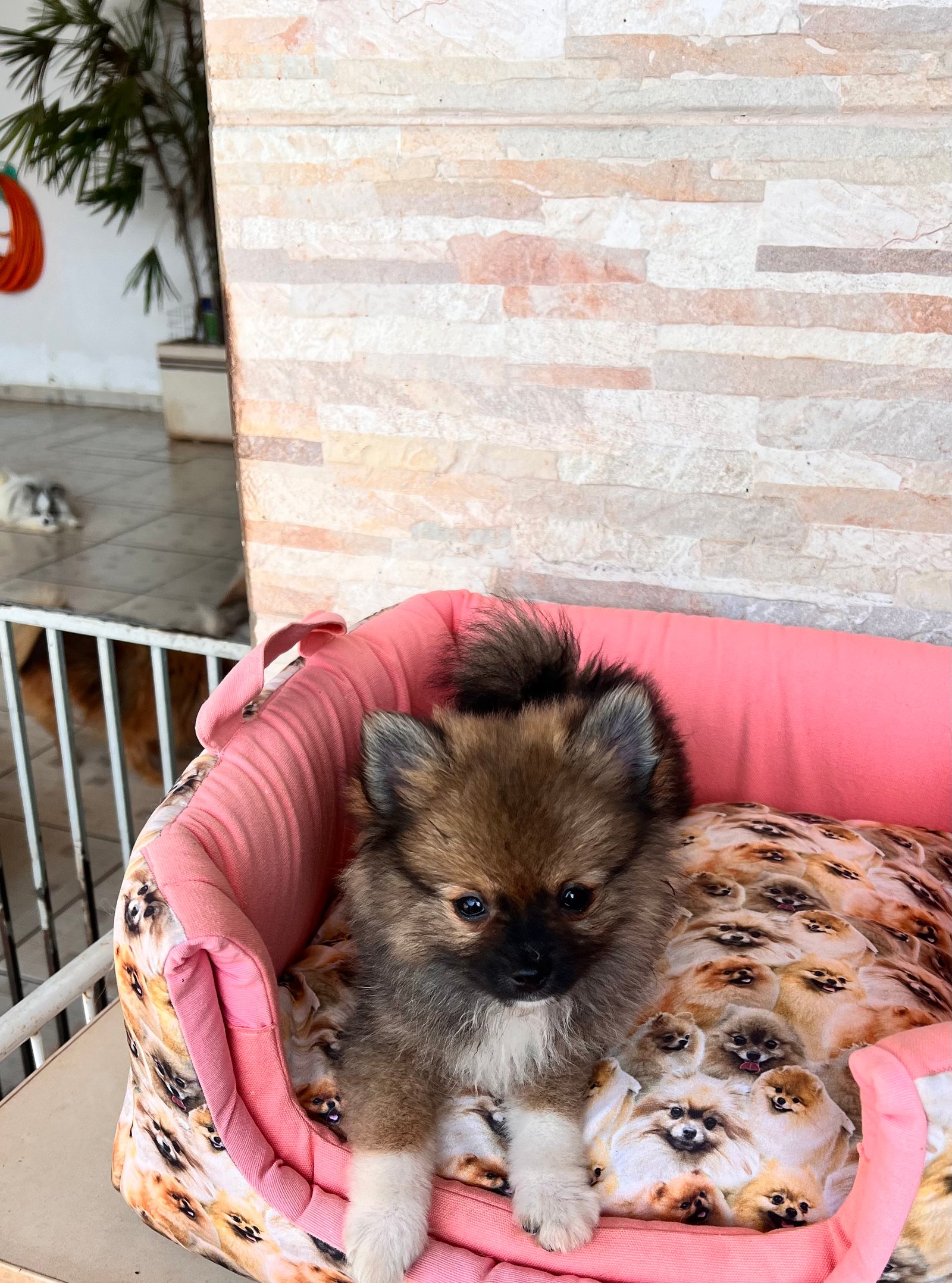 Vendo filhote de Spitz alemão,macho e fêmea  - Foto 2