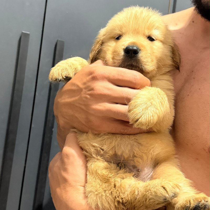 Filhotes de gold Retriever - Foto 1