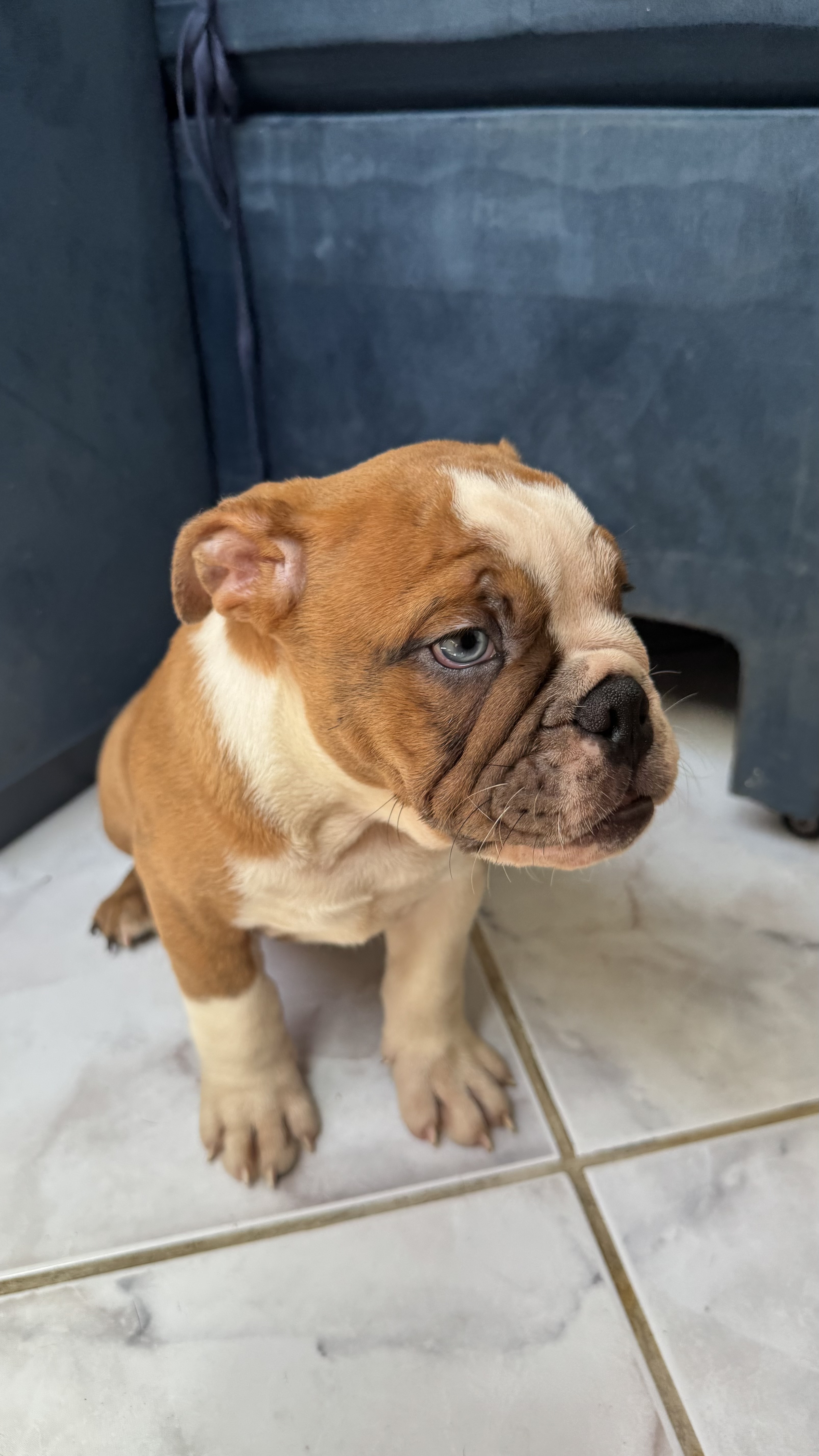 Buldogue Inglês - Foto 3