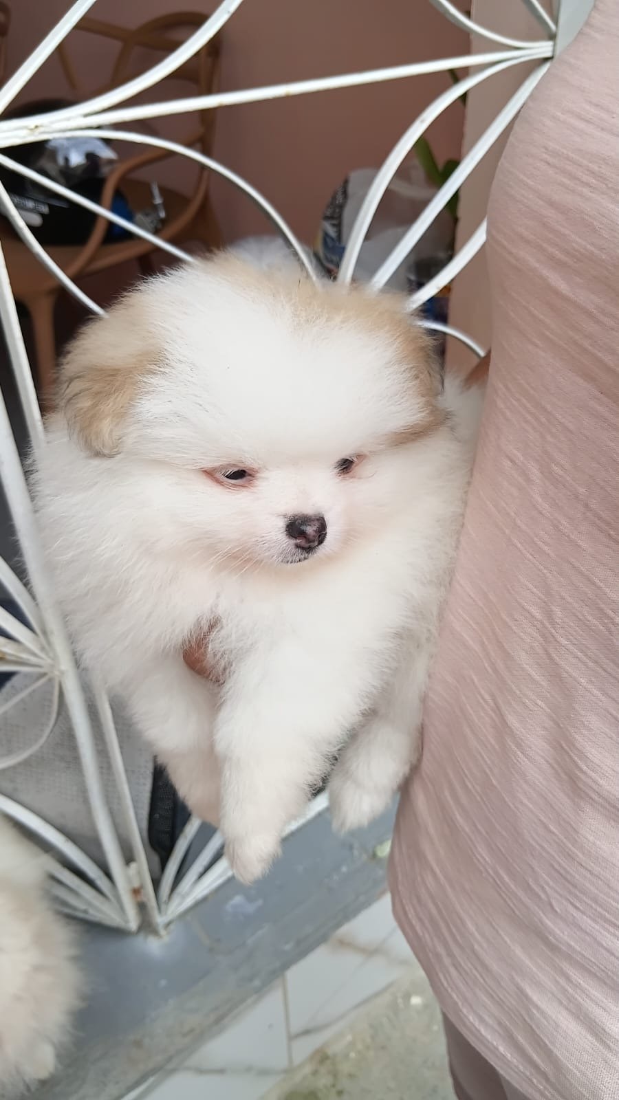 Filhotes machos e fêmeas de Lulu da pomerania  - Foto 1