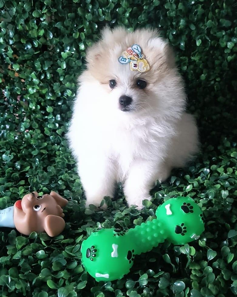 Vendo lindos filhotes de Spitz alemão macho já vacinado com vacina v10 importada com pedigree cbk opcional aceito cartão com ha taxas de juros com o cliente bem peludo alegres whatszap 7198387-6867 - Foto 3