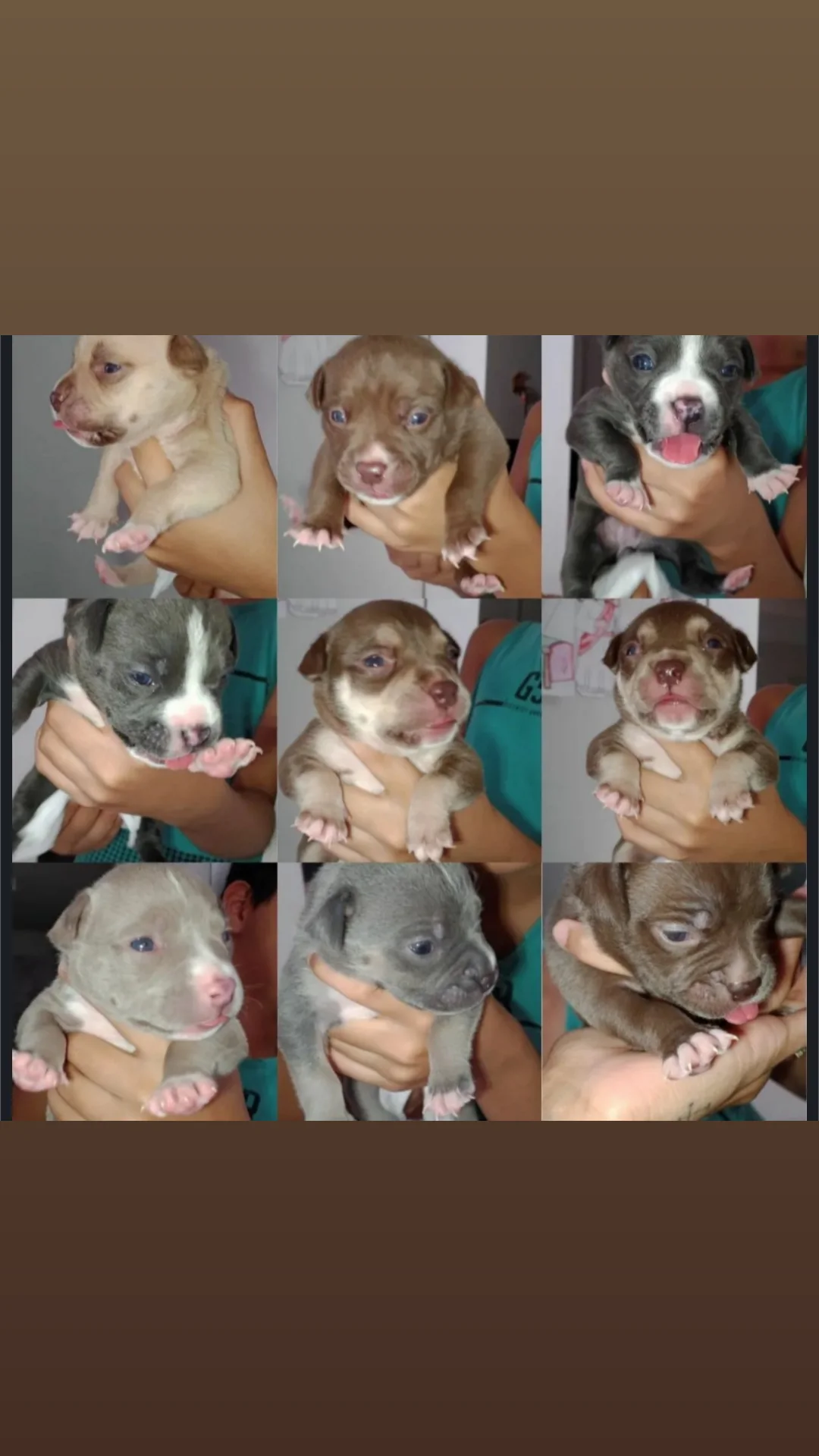 FILHOTES AMERICAN BULLY STANDART - Foto 2