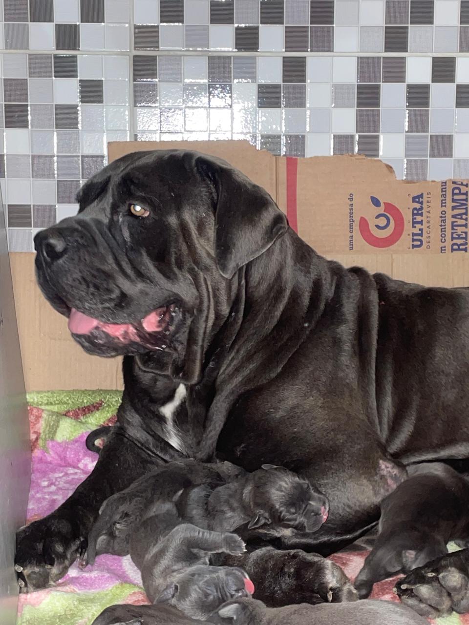 Cane Corso - Foto 1