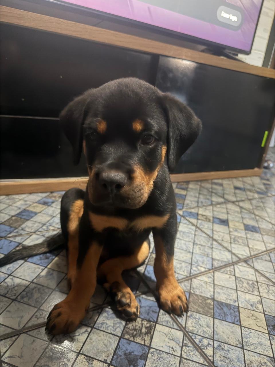 Vendo Filhote de Rottweiler  - Foto 1