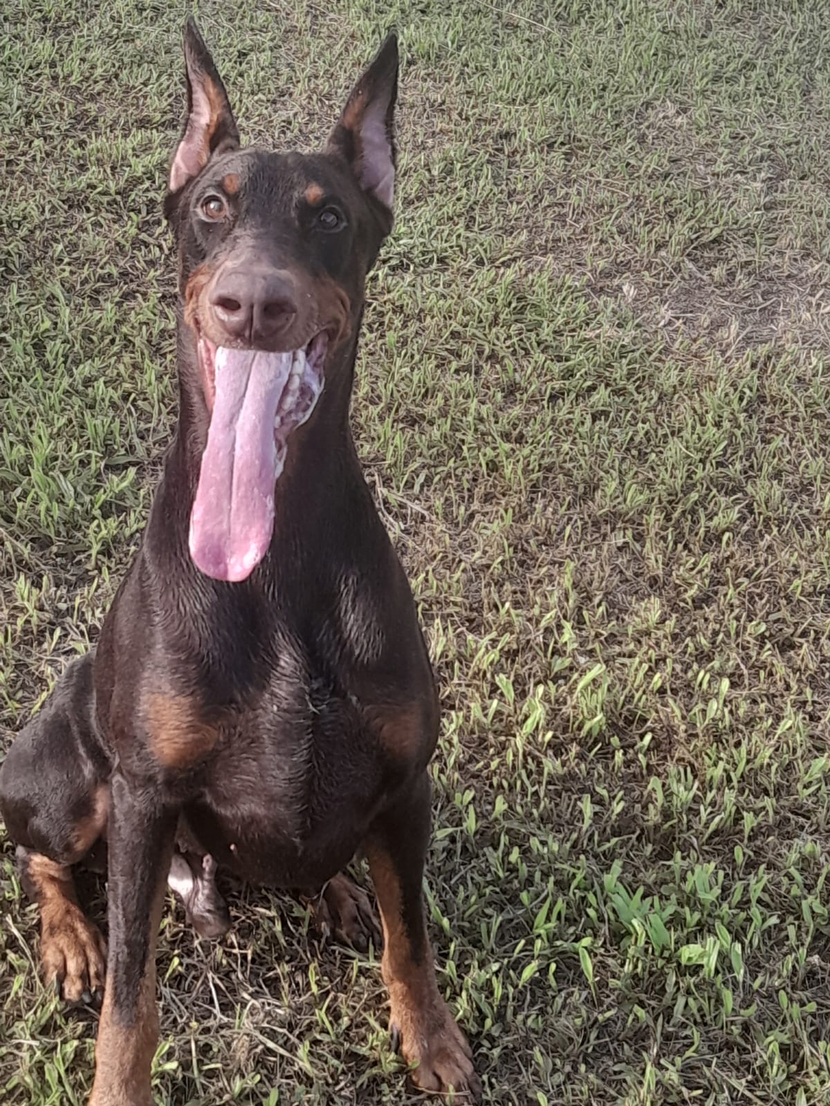 Filhotes Doberman - Foto 2