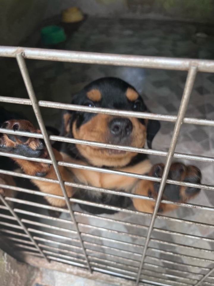 Rottweiler - Foto 1