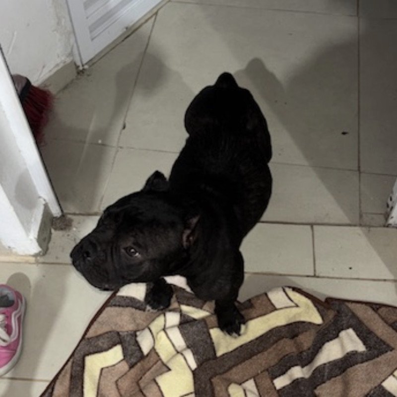 Filhote American bully pocket black - Foto 4