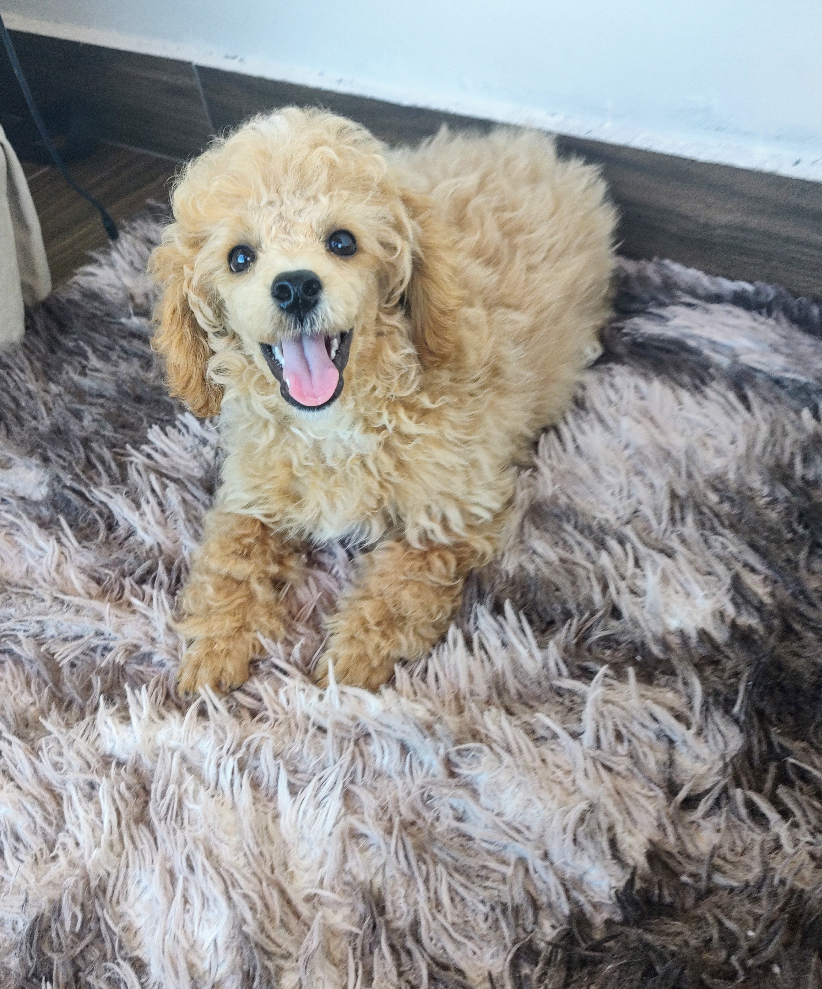Poodle Abricot  - Foto 2