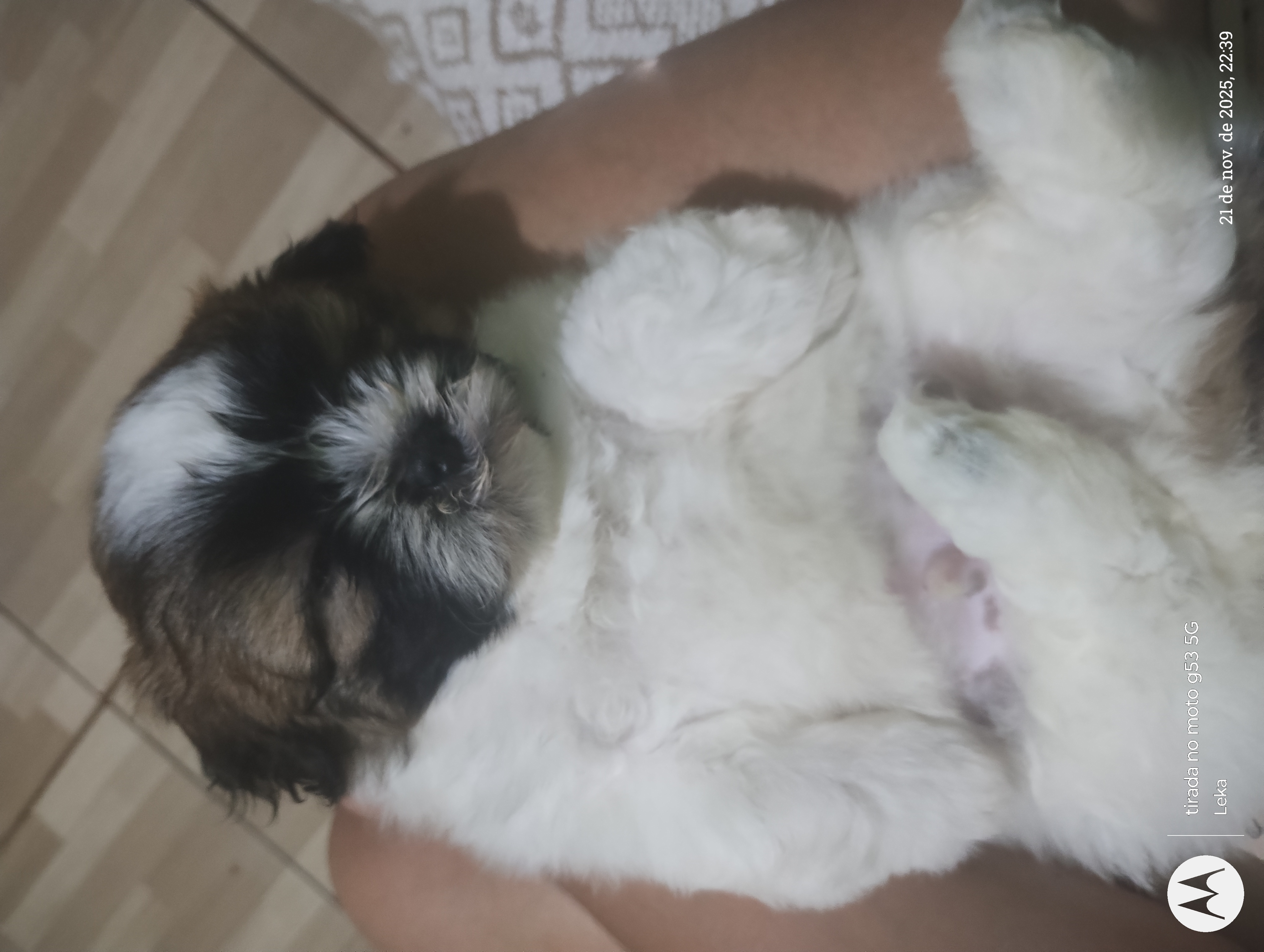 Vendo filhote machos lhasa apso  - Foto 1