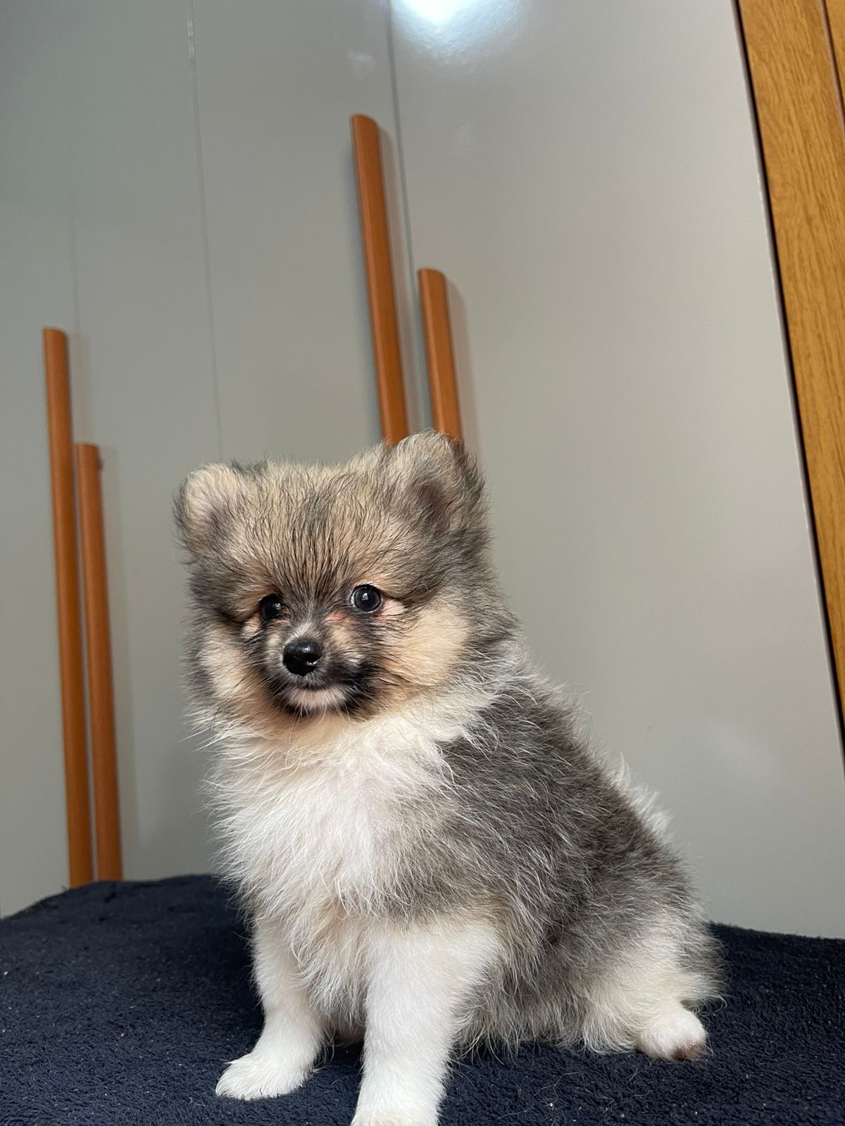 Spitz Alemão - Foto 3