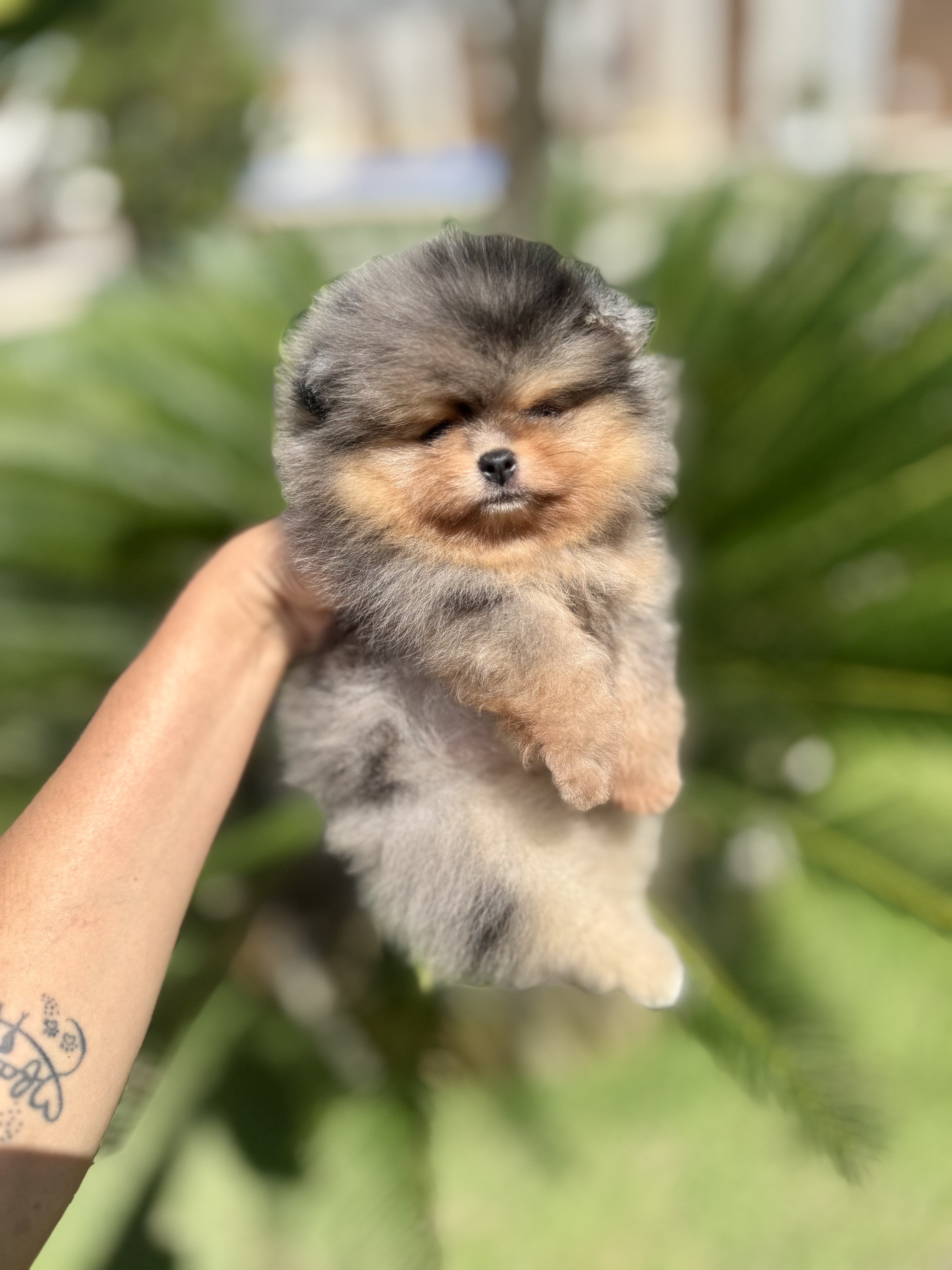 Spitz Alemão - Foto 1