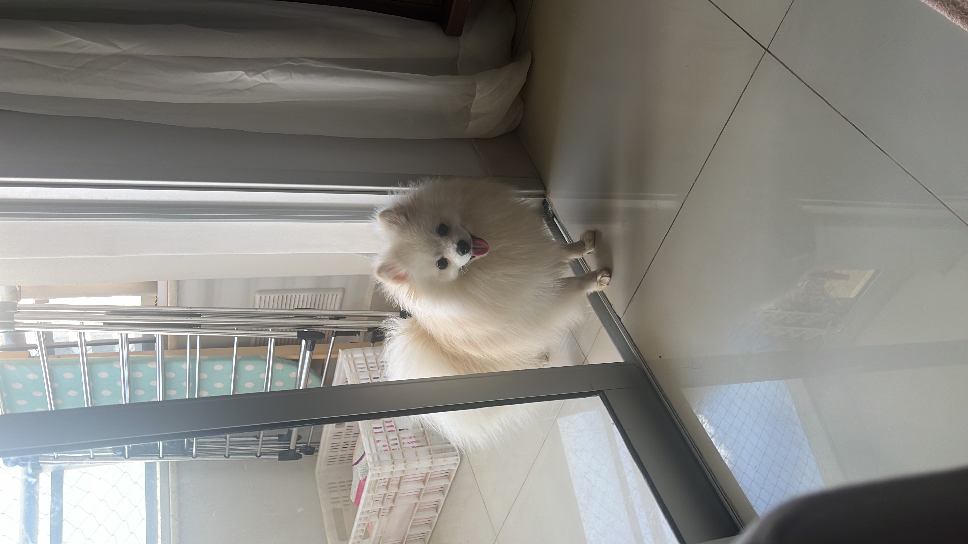 Spitz Alemão - Foto 2