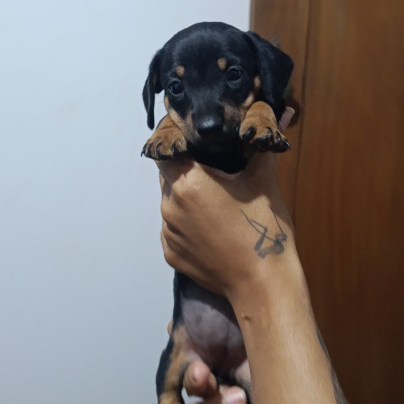 Basset cofap - Foto 3