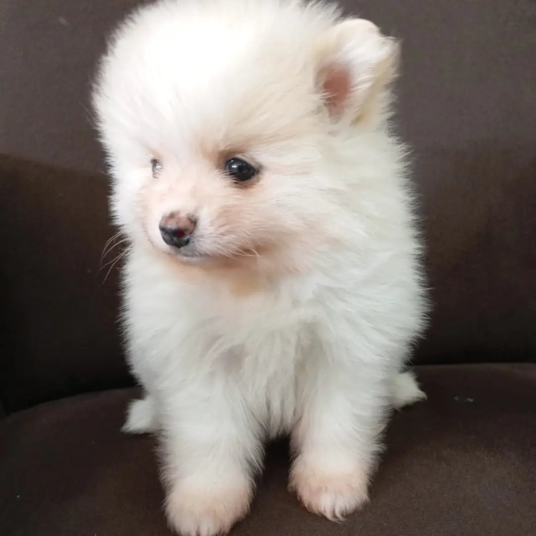 Vendo filhotes de Spitz Alemão  - Foto 1
