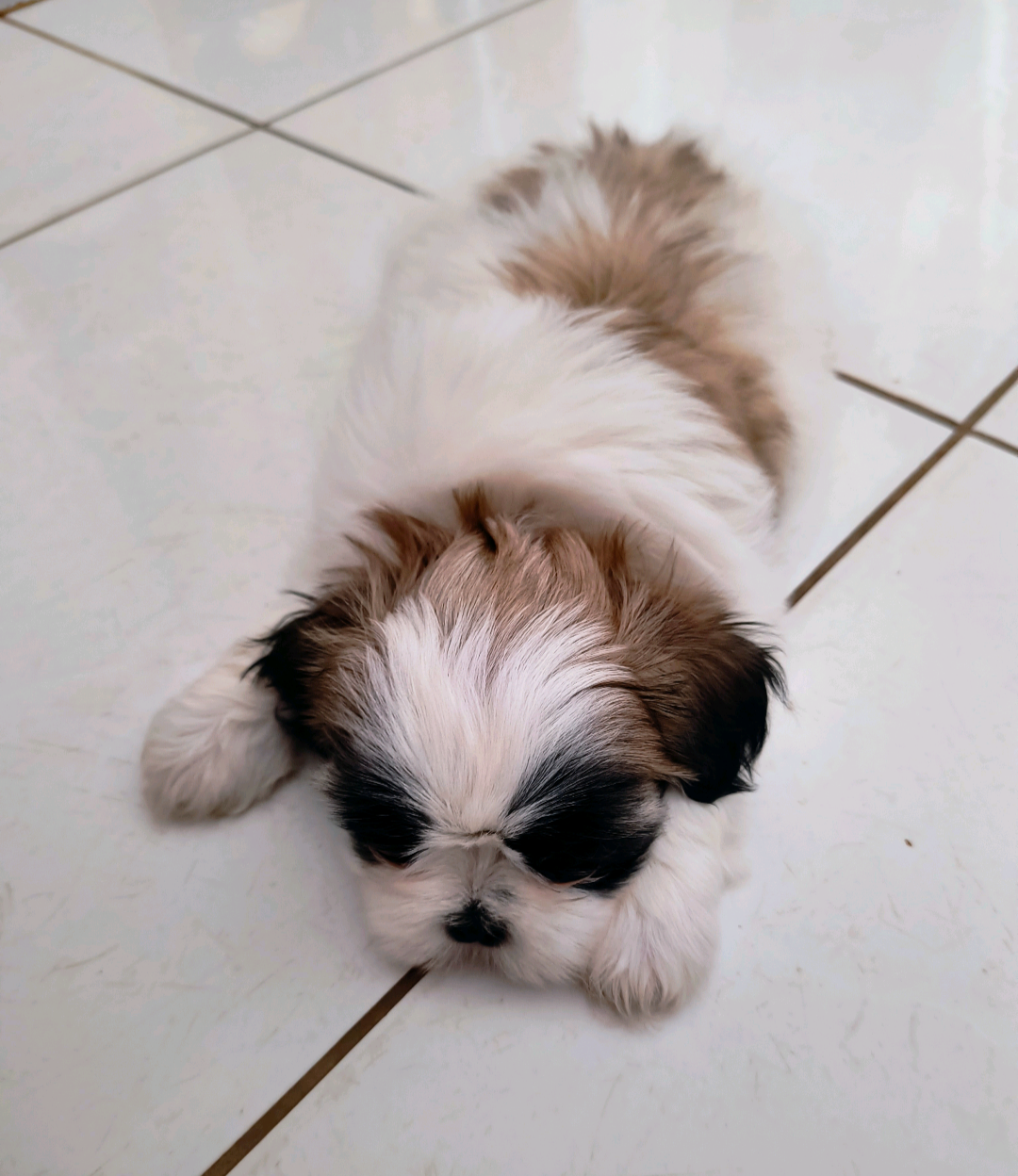 Shih Tzu - Foto 1