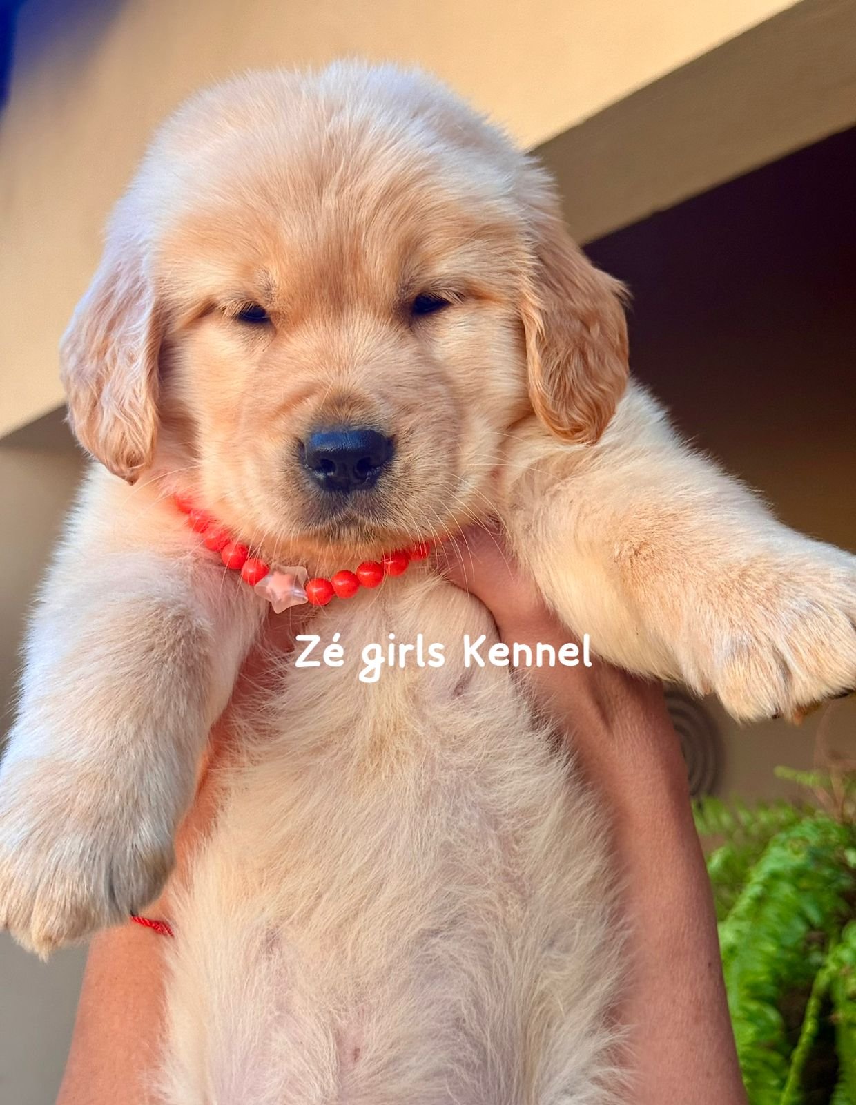 Golden retriever - Foto 3
