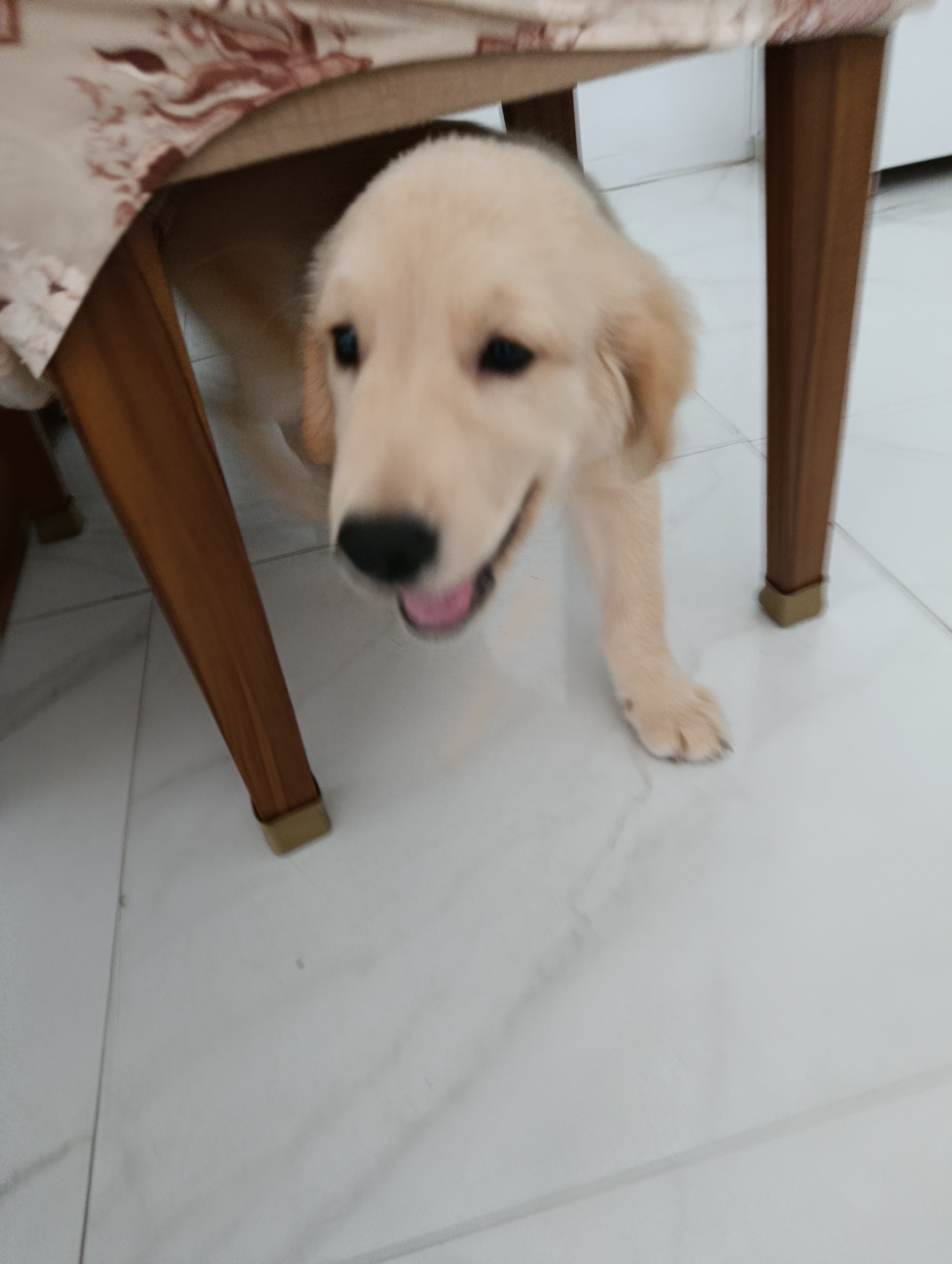 Golden Retriever - Foto 3