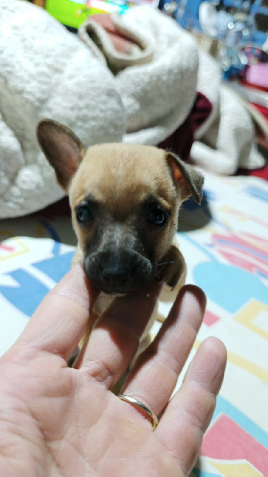Filhote 1 mês  - Foto 1