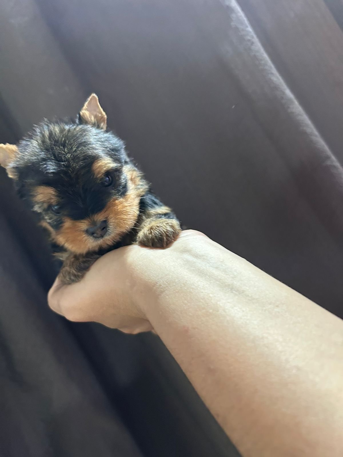 Vendo Yorkshire Terrier  - Foto 2