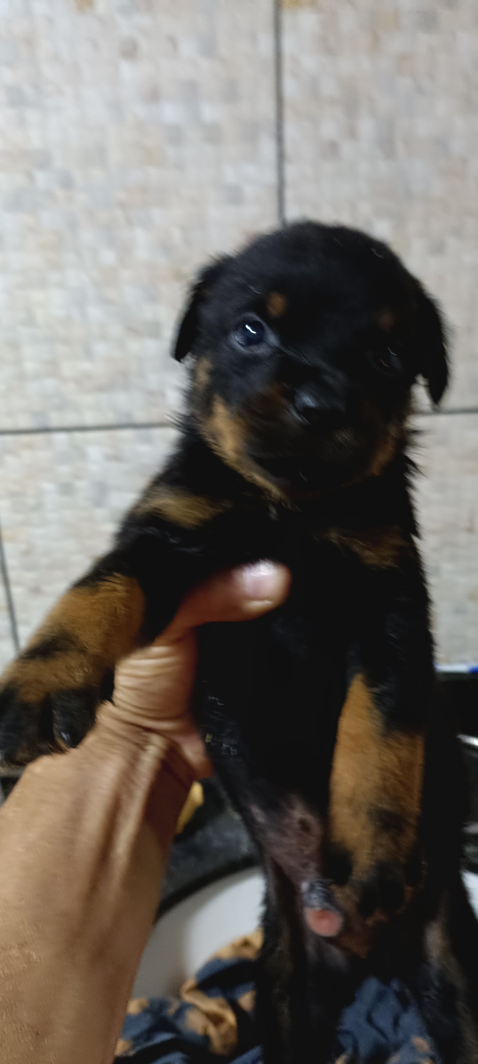 Filhotes de Rottweiler  - Foto 5