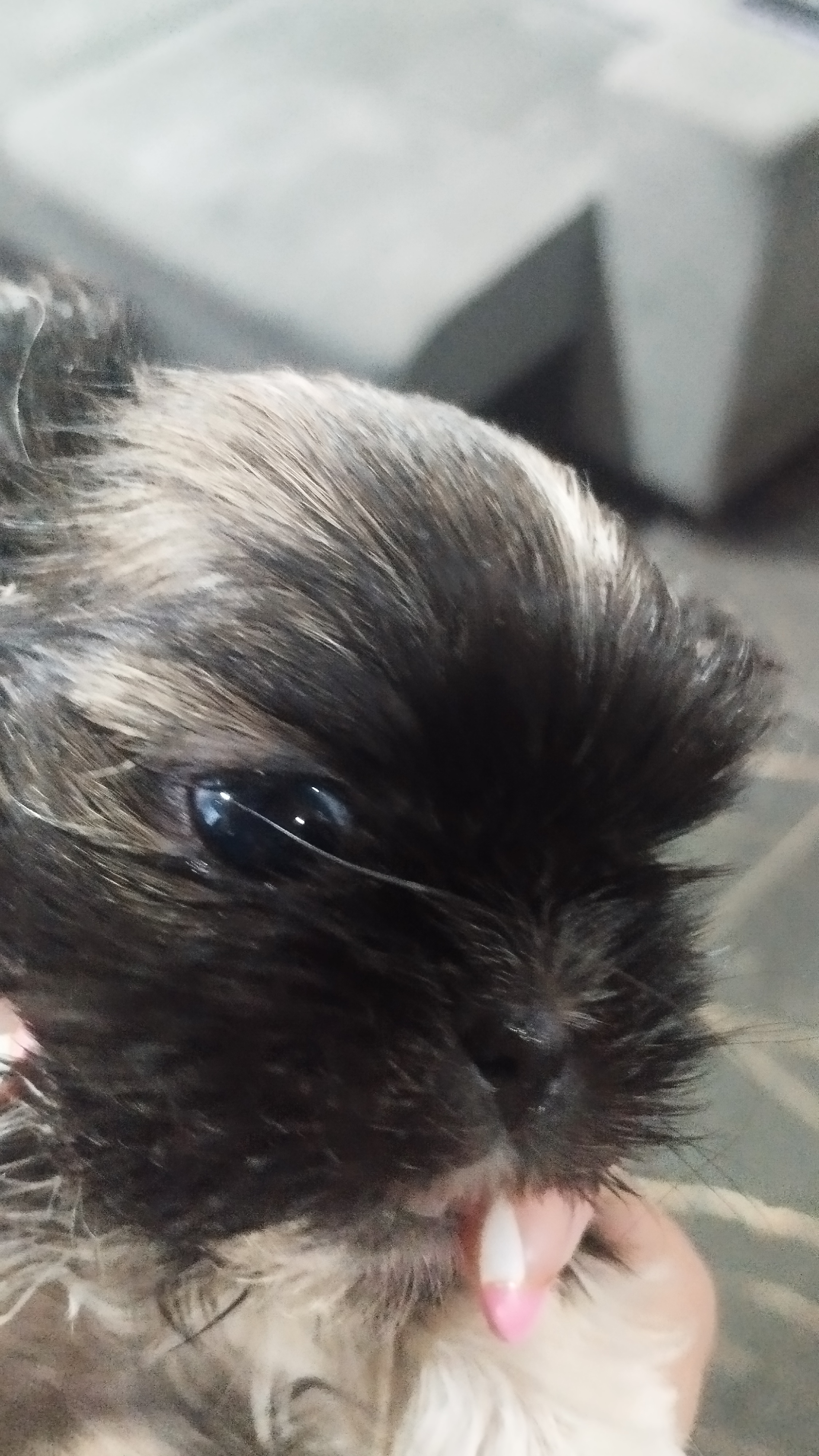 Shih Tzu  - Foto 2