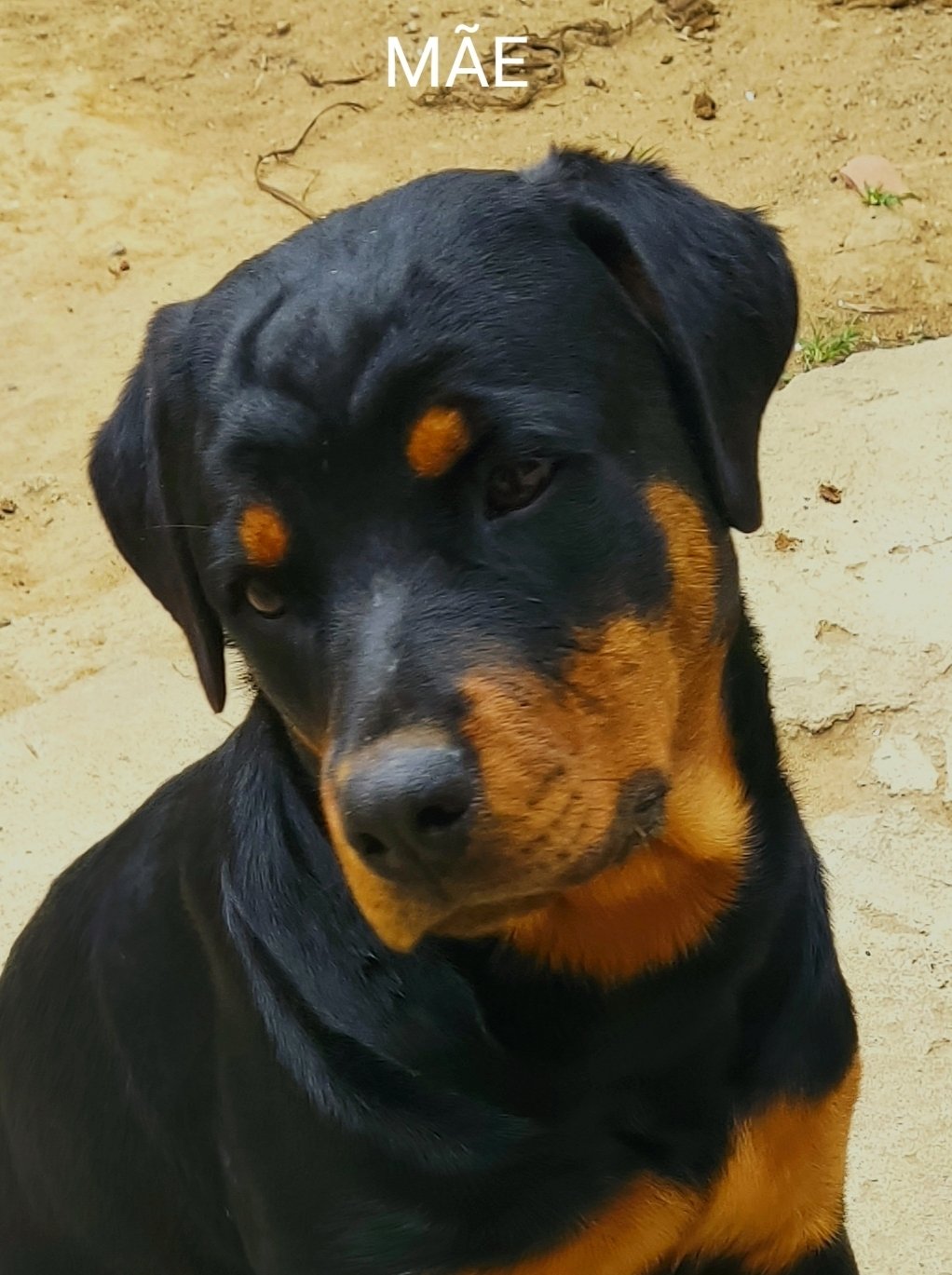 Filhotes De Rottweiler Puros Preto/Canela - Foto 4