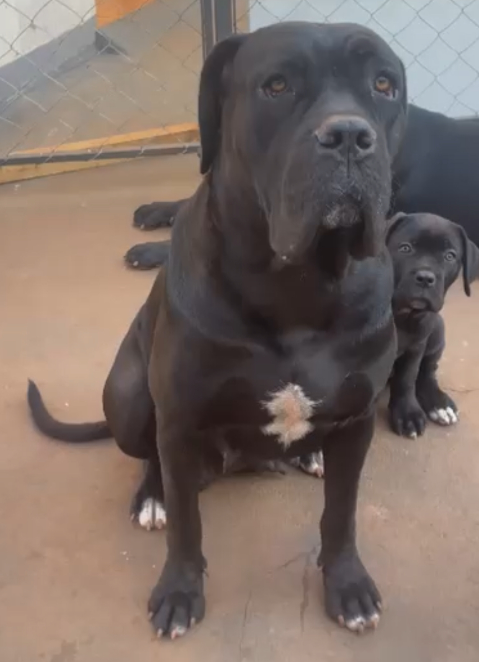 Macho e fêmea de Cane Corso - Foto 2