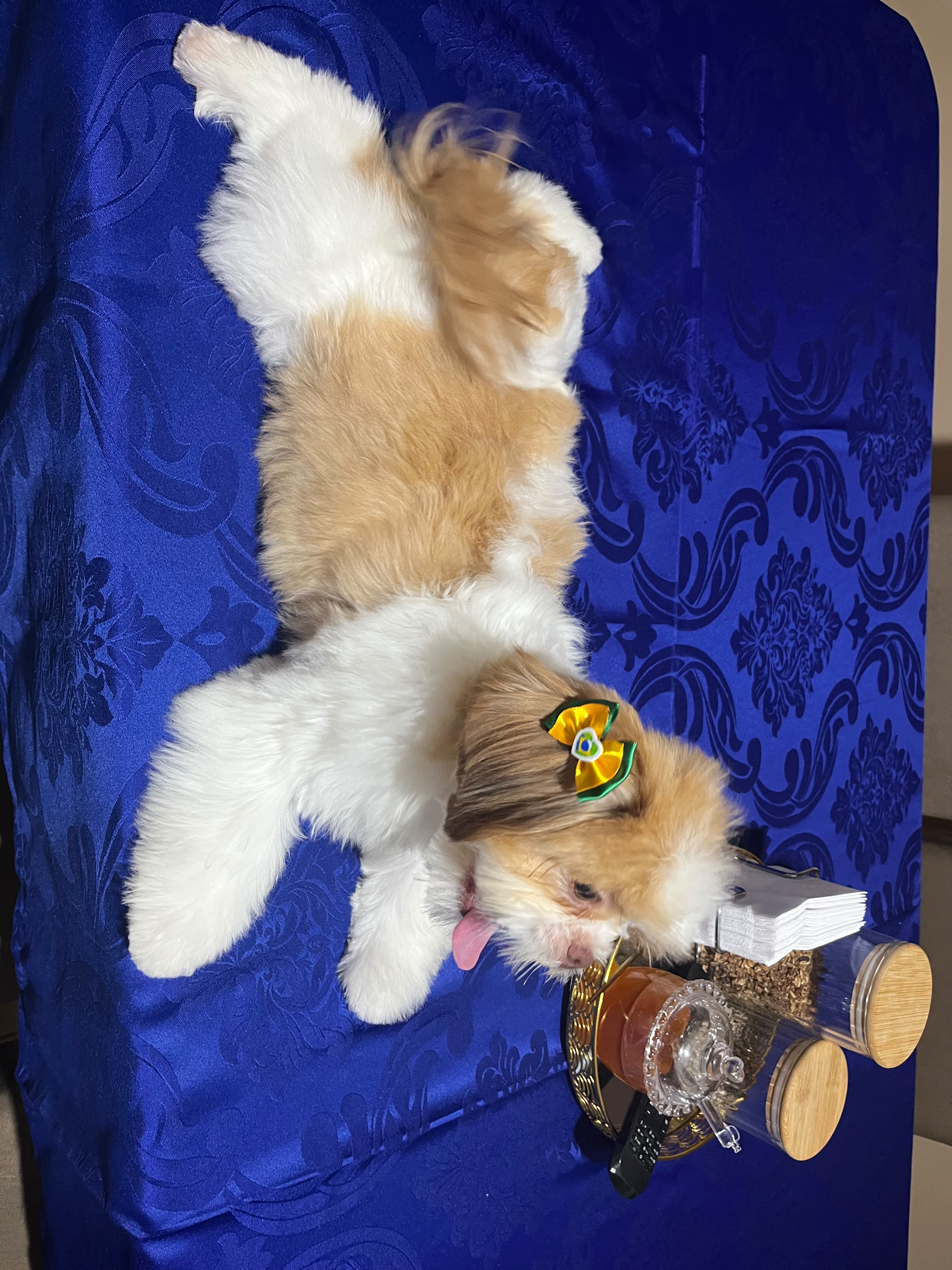 Shih tzu mini - Foto 2