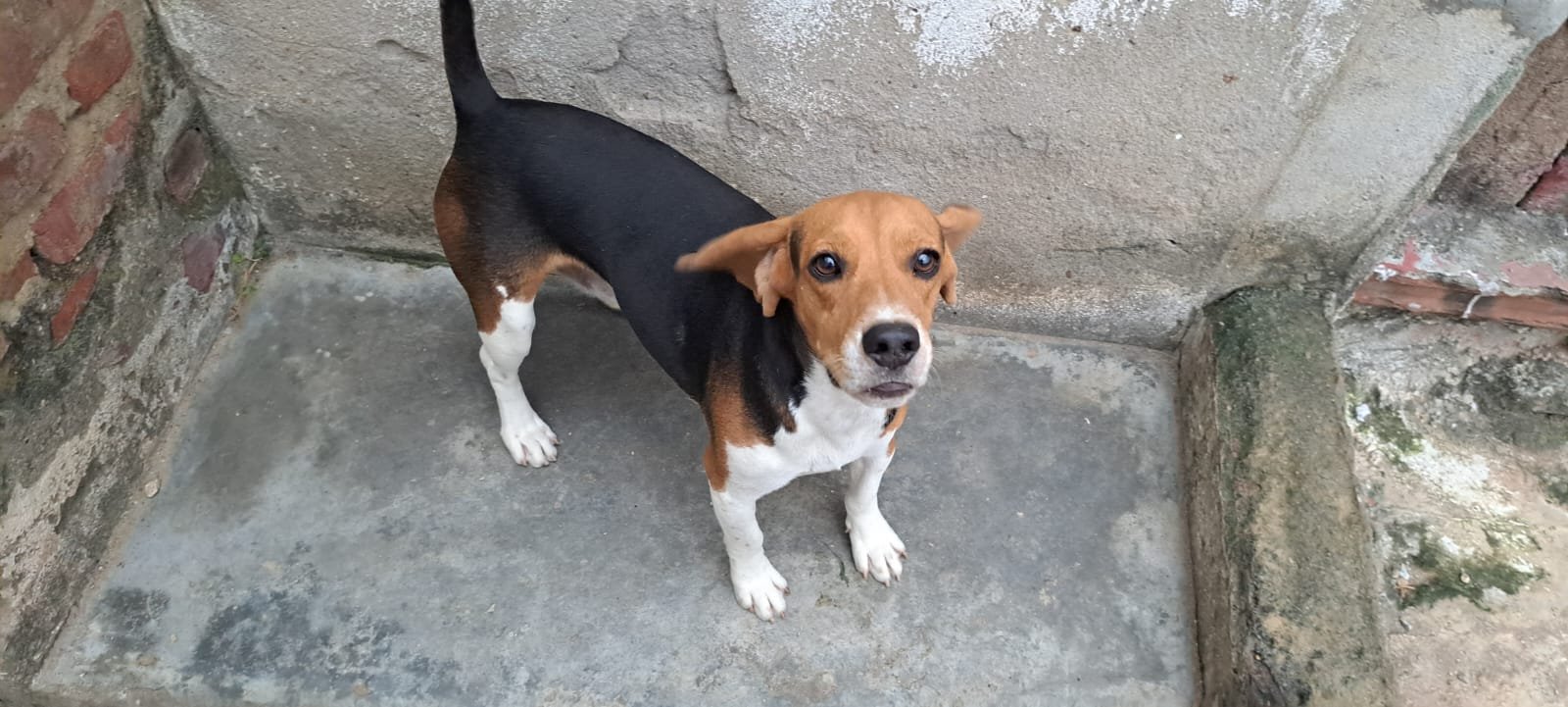 Beagle a venda - Foto 2