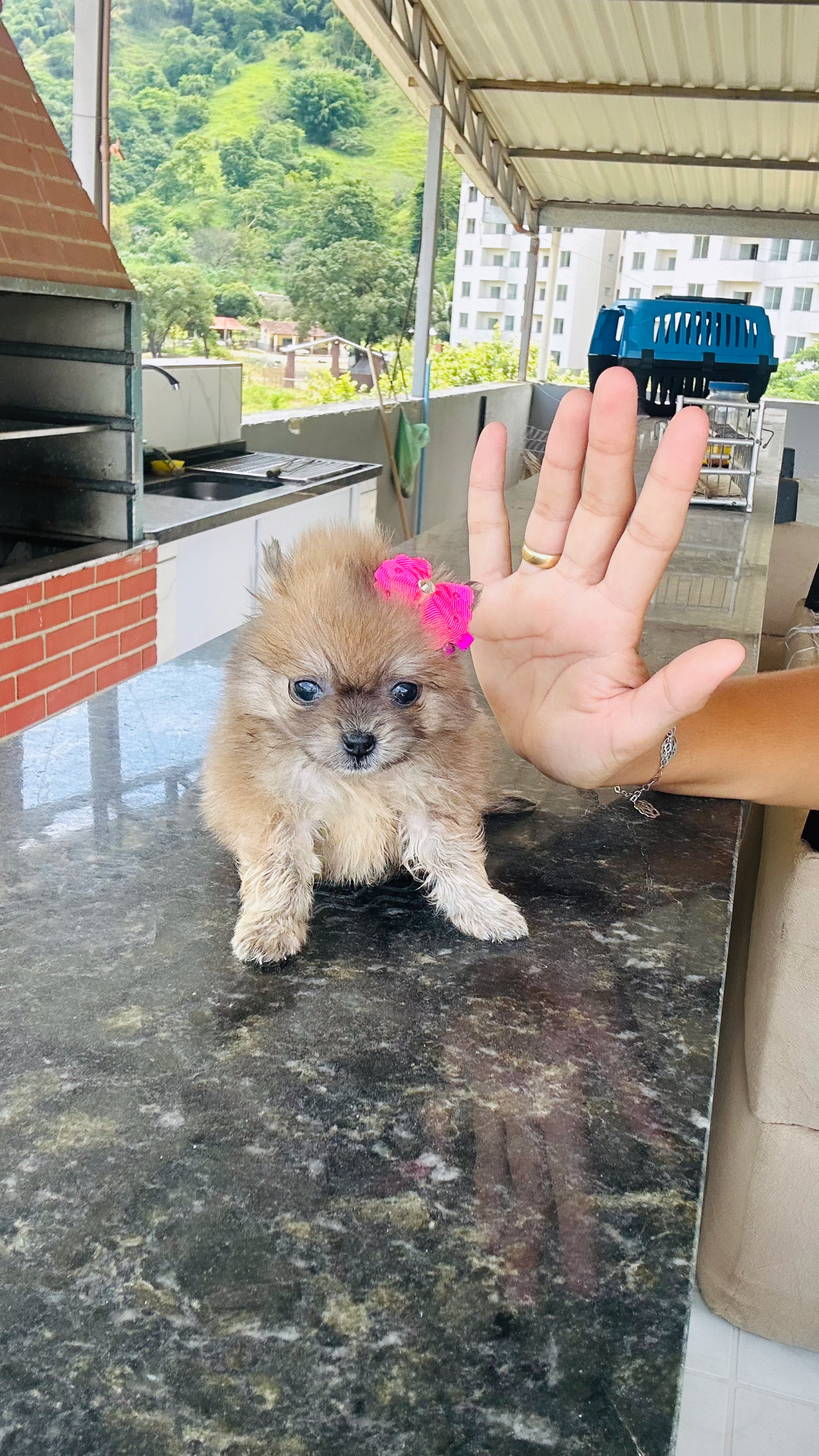 Lindas  Lulu da Pomerania fêmea  - Foto 2