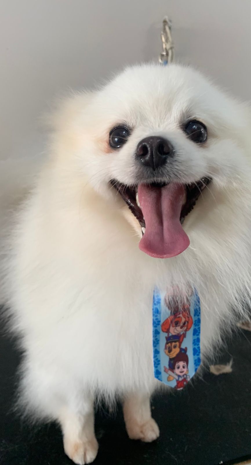 Spitz Alemão - Foto 1
